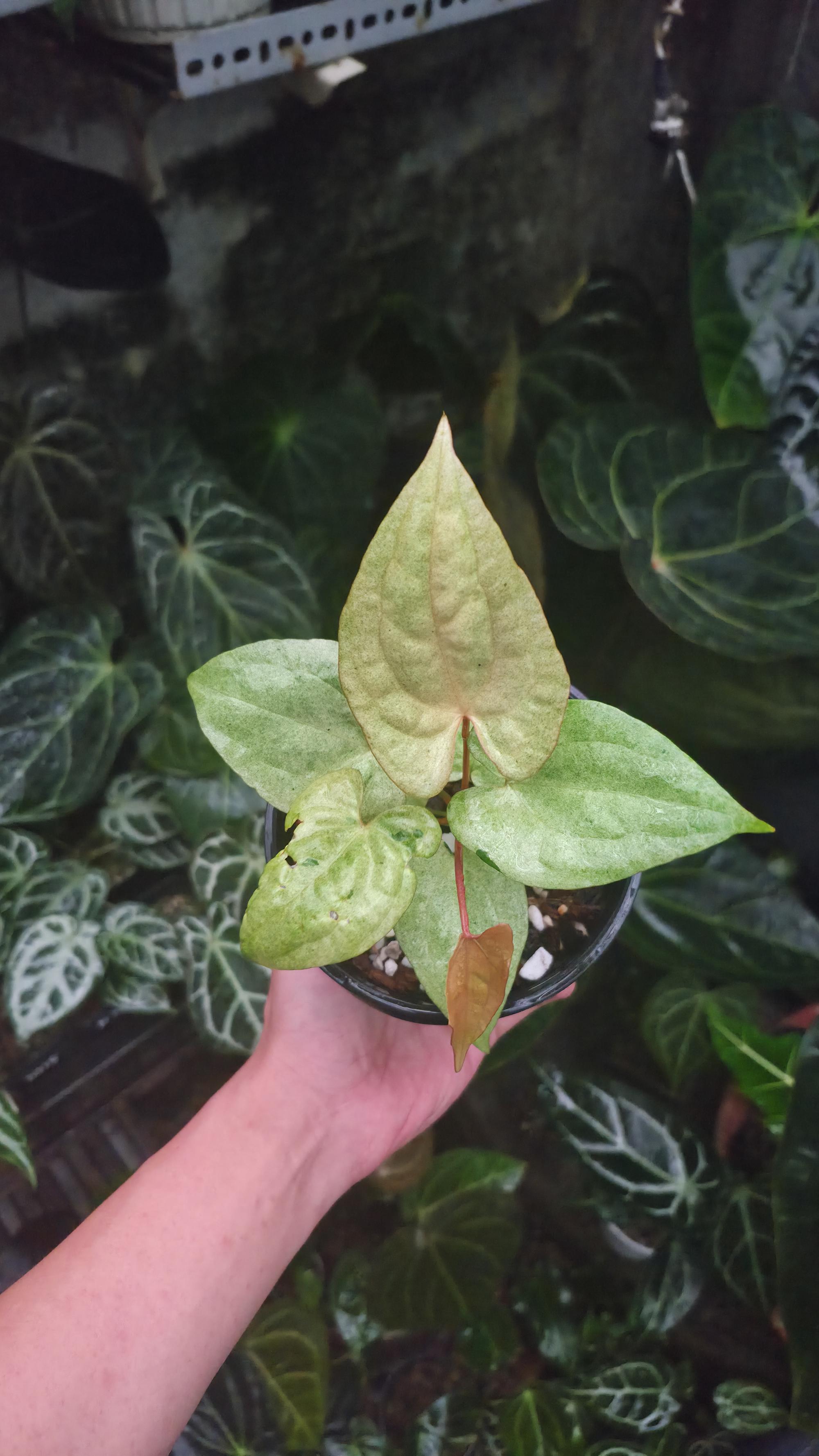 NV#190901 Anthurium (DocBlock RC x Pap) x RVDP Variegated