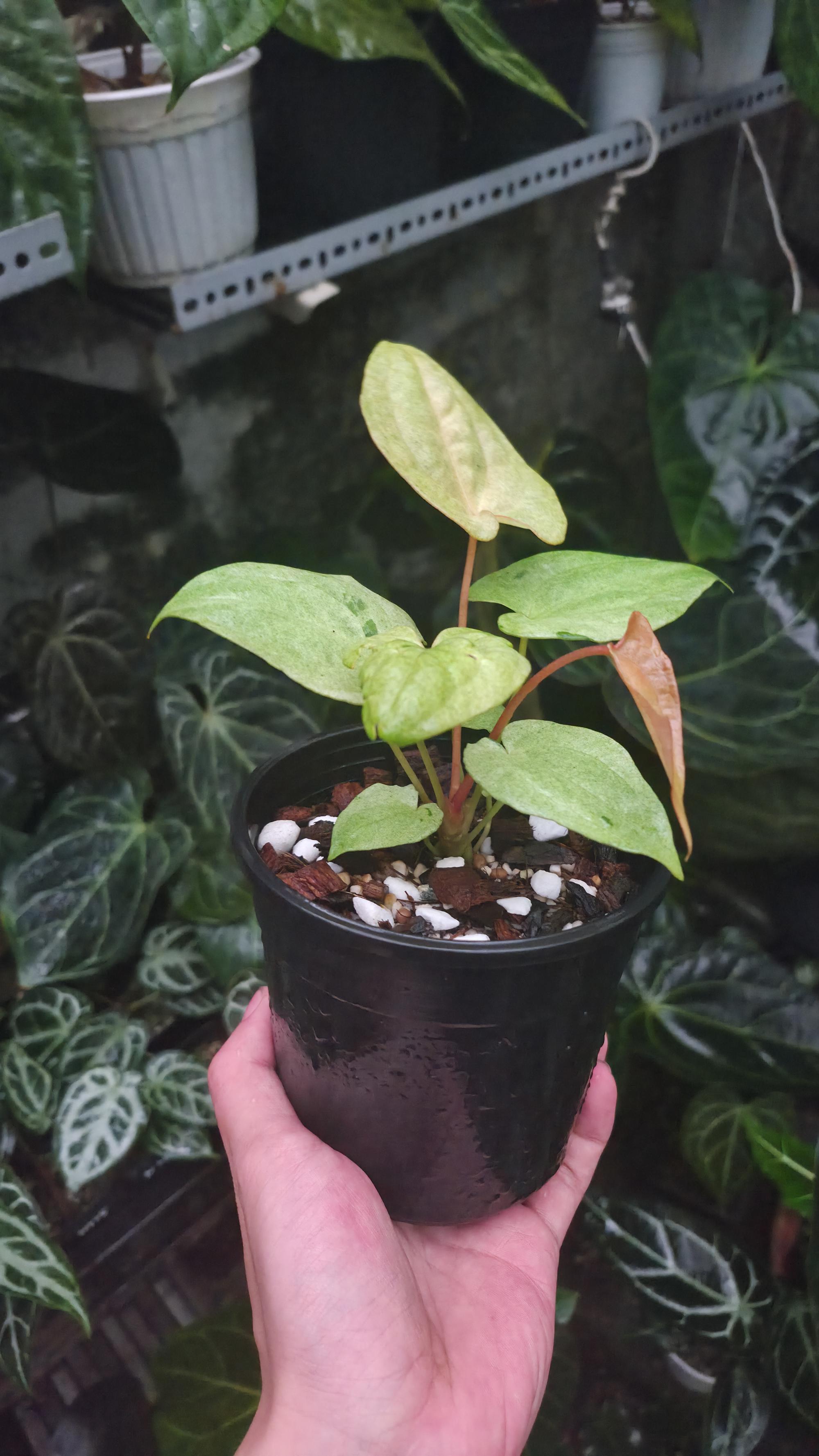 NV#190901 Anthurium (DocBlock RC x Pap) x RVDP Variegated