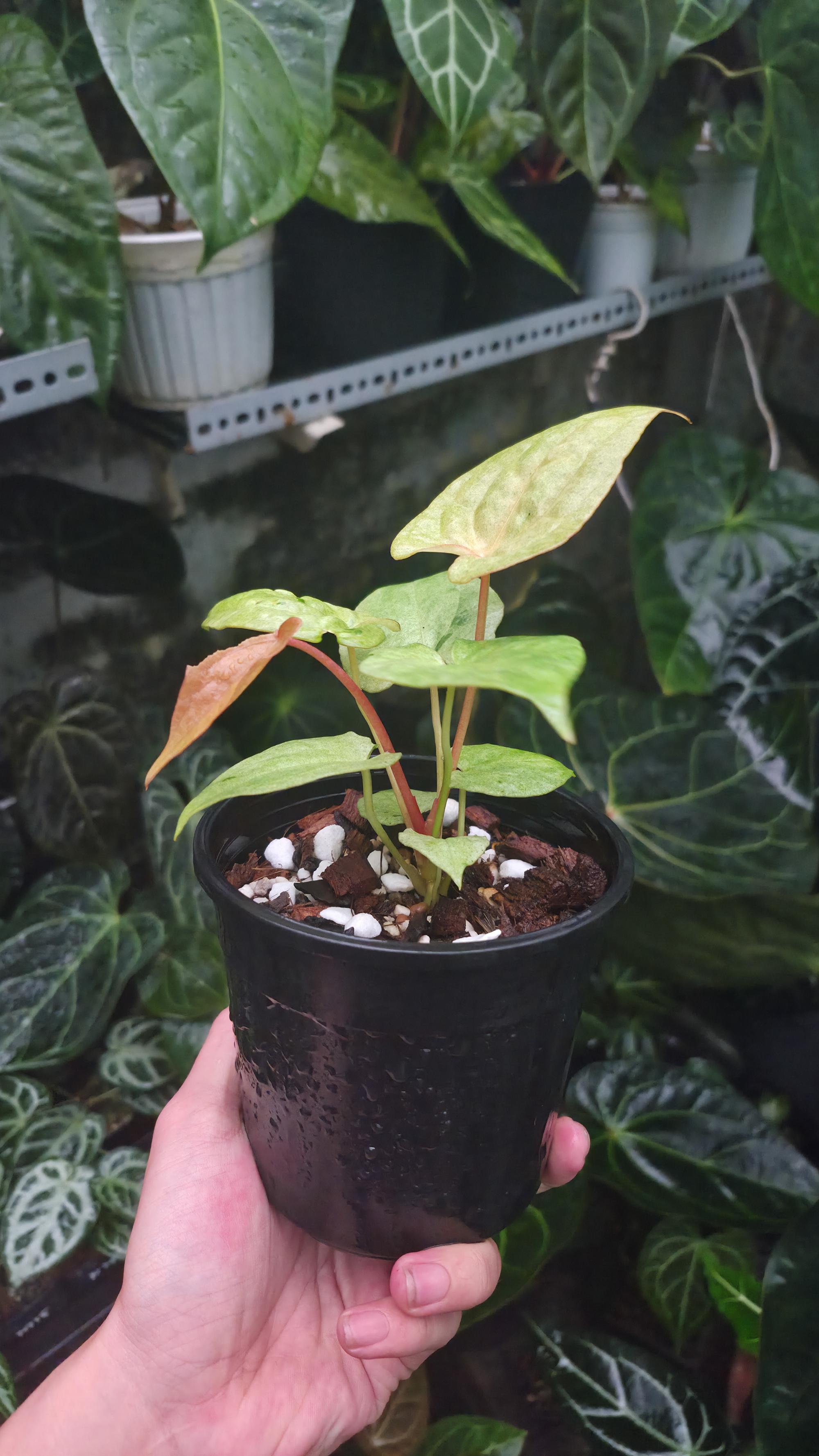 NV#190901 Anthurium (DocBlock RC x Pap) x RVDP Variegated
