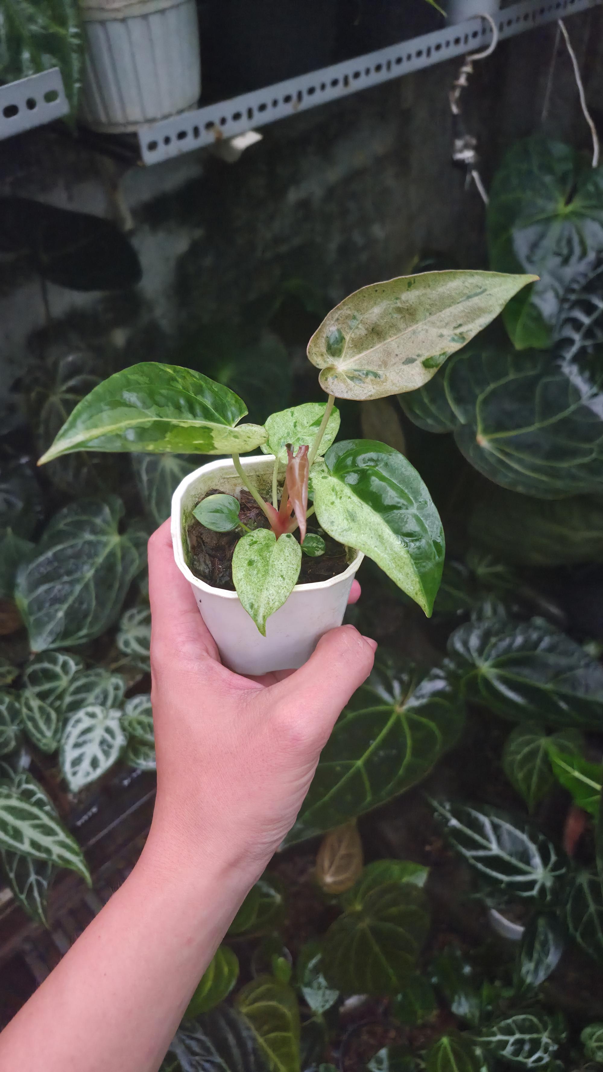 NV#190902 Anthurium (DocBlock RC x Pap) x Orange Spider Variegated