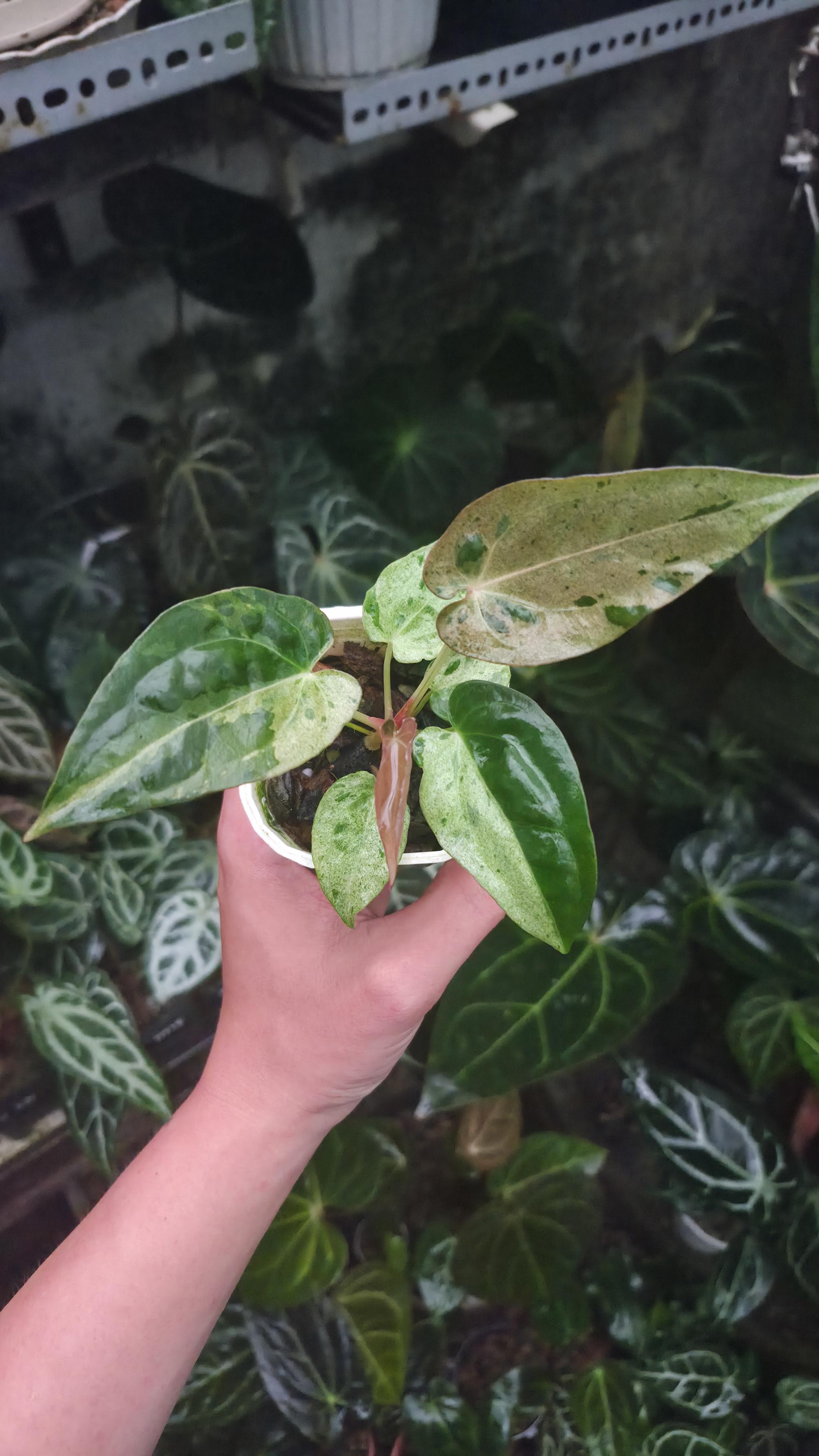 NV#190902 Anthurium (DocBlock RC x Pap) x Orange Spider Variegated