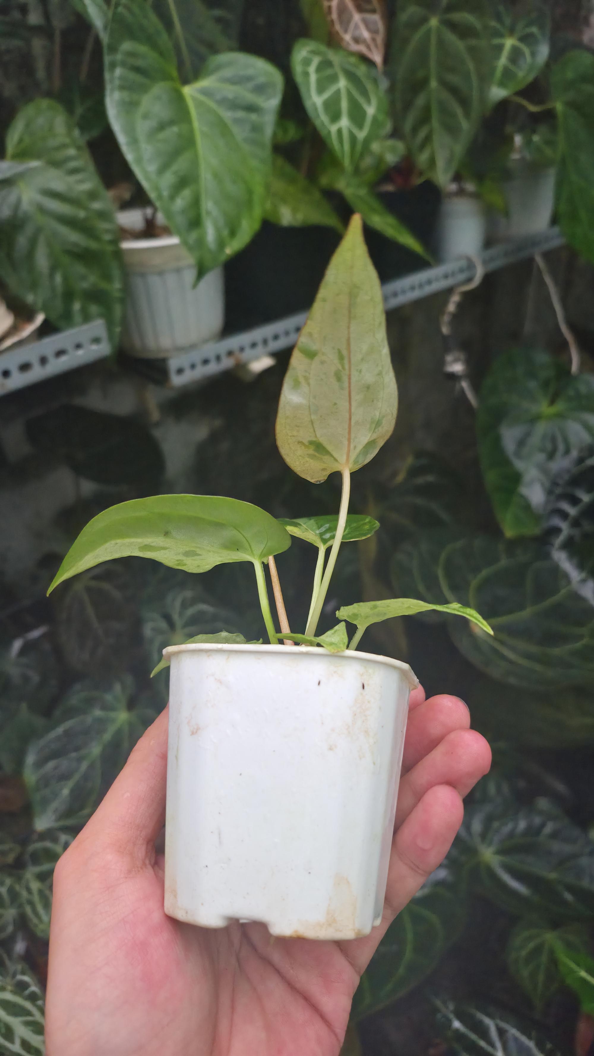 NV#190902 Anthurium (DocBlock RC x Pap) x Orange Spider Variegated
