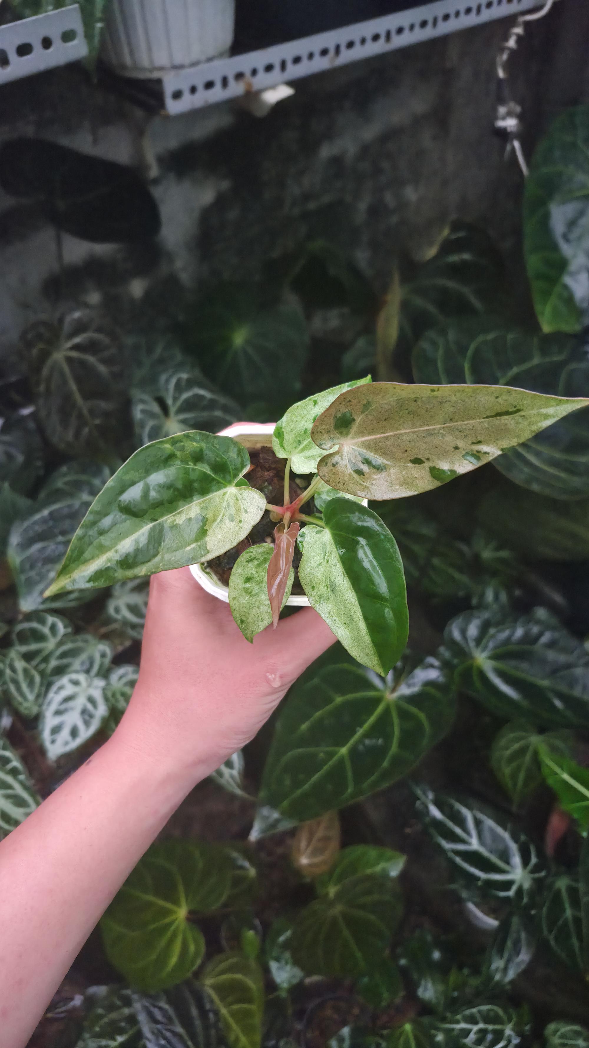 NV#190902 Anthurium (DocBlock RC x Pap) x Orange Spider Variegated