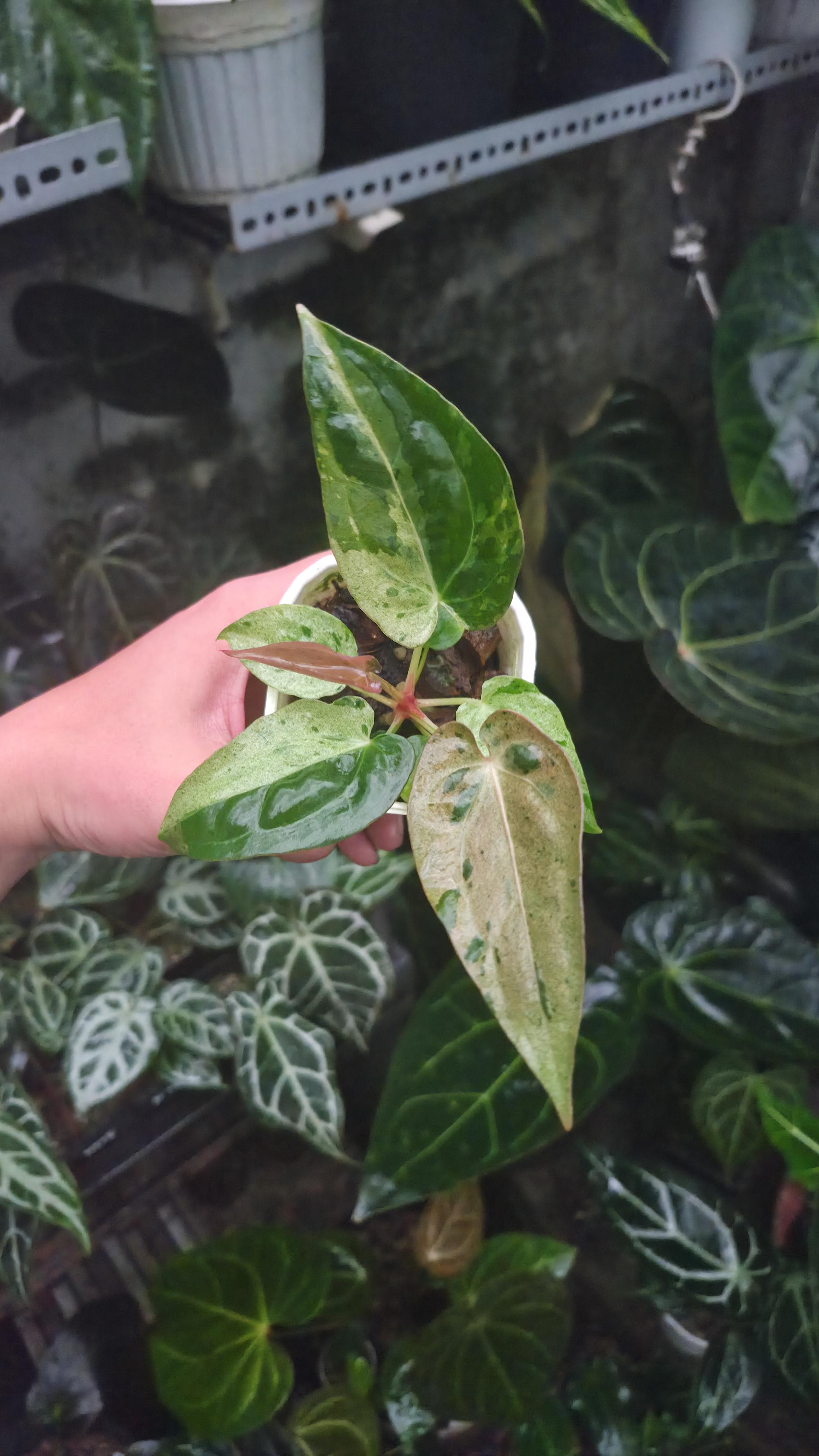 NV#190902 Anthurium (DocBlock RC x Pap) x Orange Spider Variegated