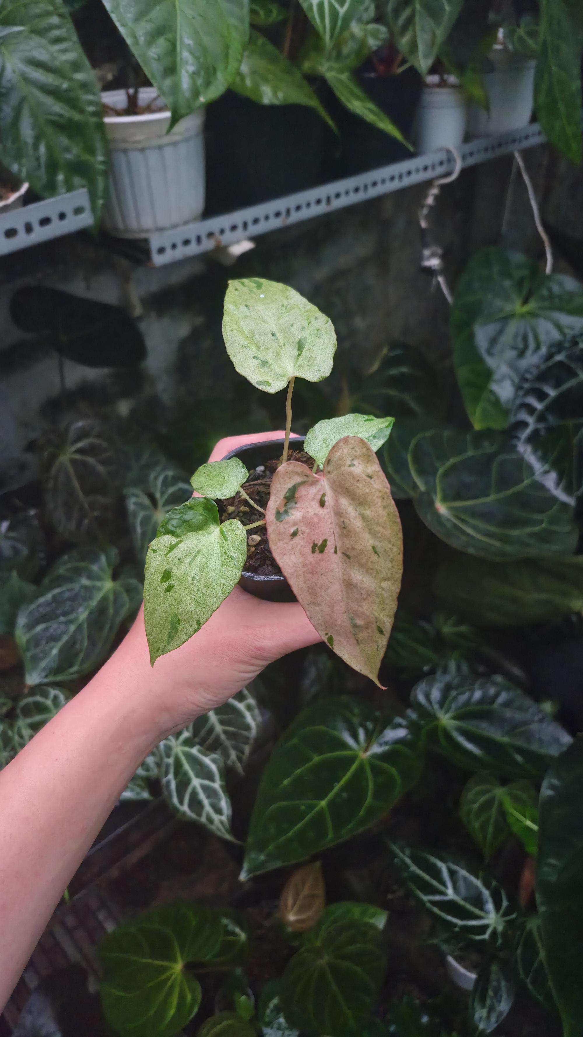 NV#190903 Anthurium (DocBlock RC x Pap) x Orange Spider Variegated
