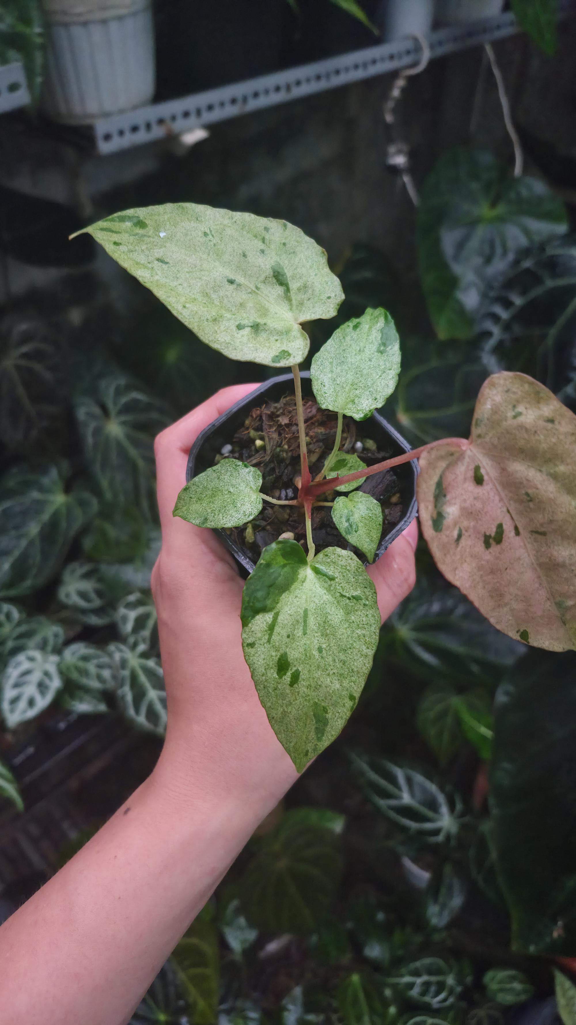 NV#190903 Anthurium (DocBlock RC x Pap) x Orange Spider Variegated