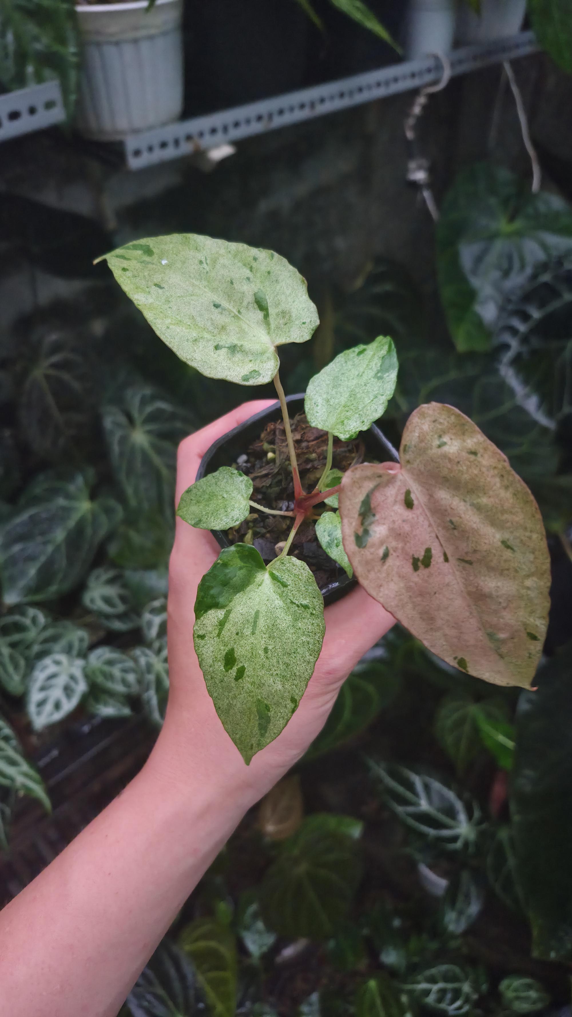 NV#190903 Anthurium (DocBlock RC x Pap) x Orange Spider Variegated