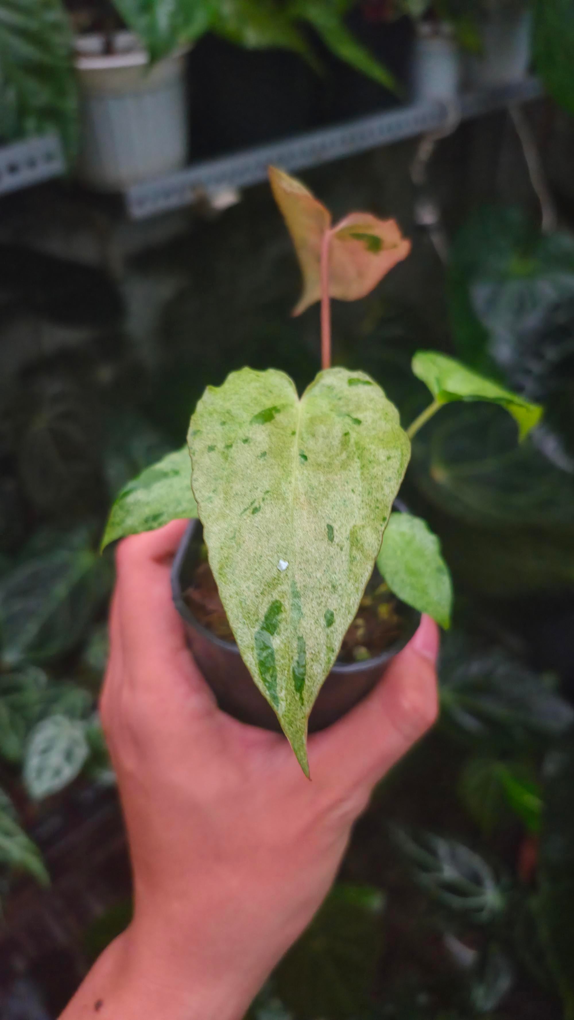 NV#190903 Anthurium (DocBlock RC x Pap) x Orange Spider Variegated