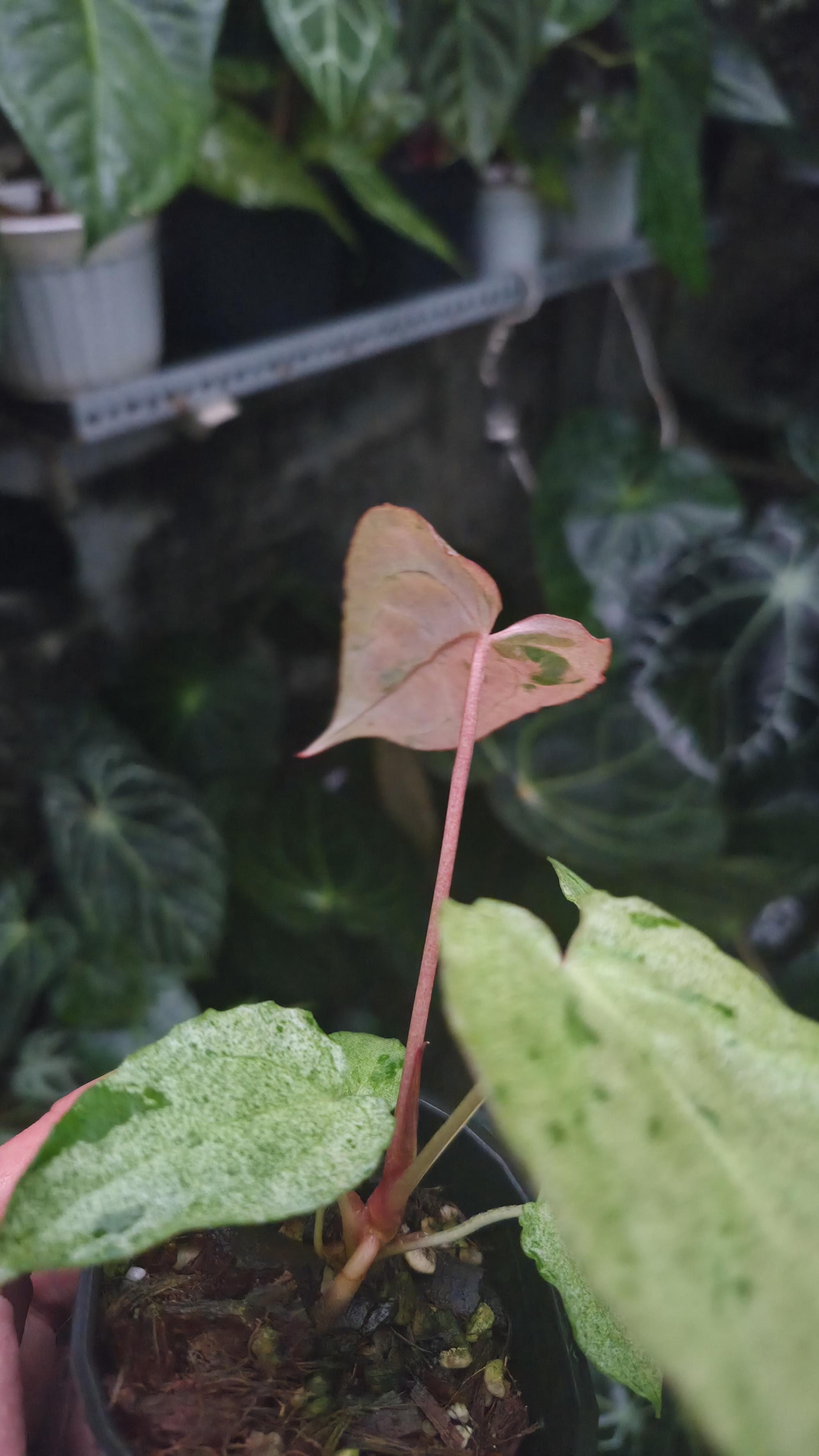 NV#190903 Anthurium (DocBlock RC x Pap) x Orange Spider Variegated