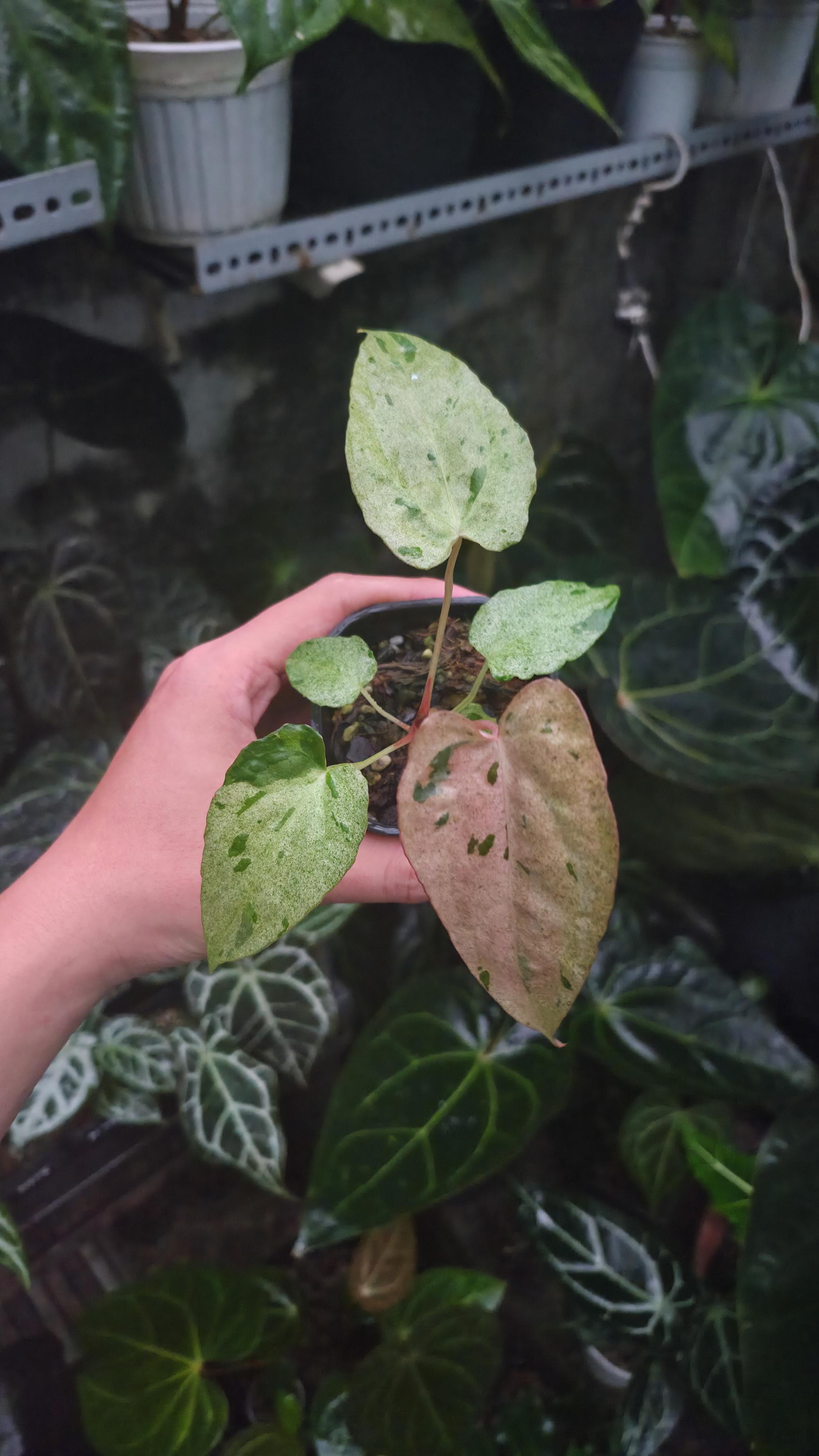 NV#190903 Anthurium (DocBlock RC x Pap) x Orange Spider Variegated