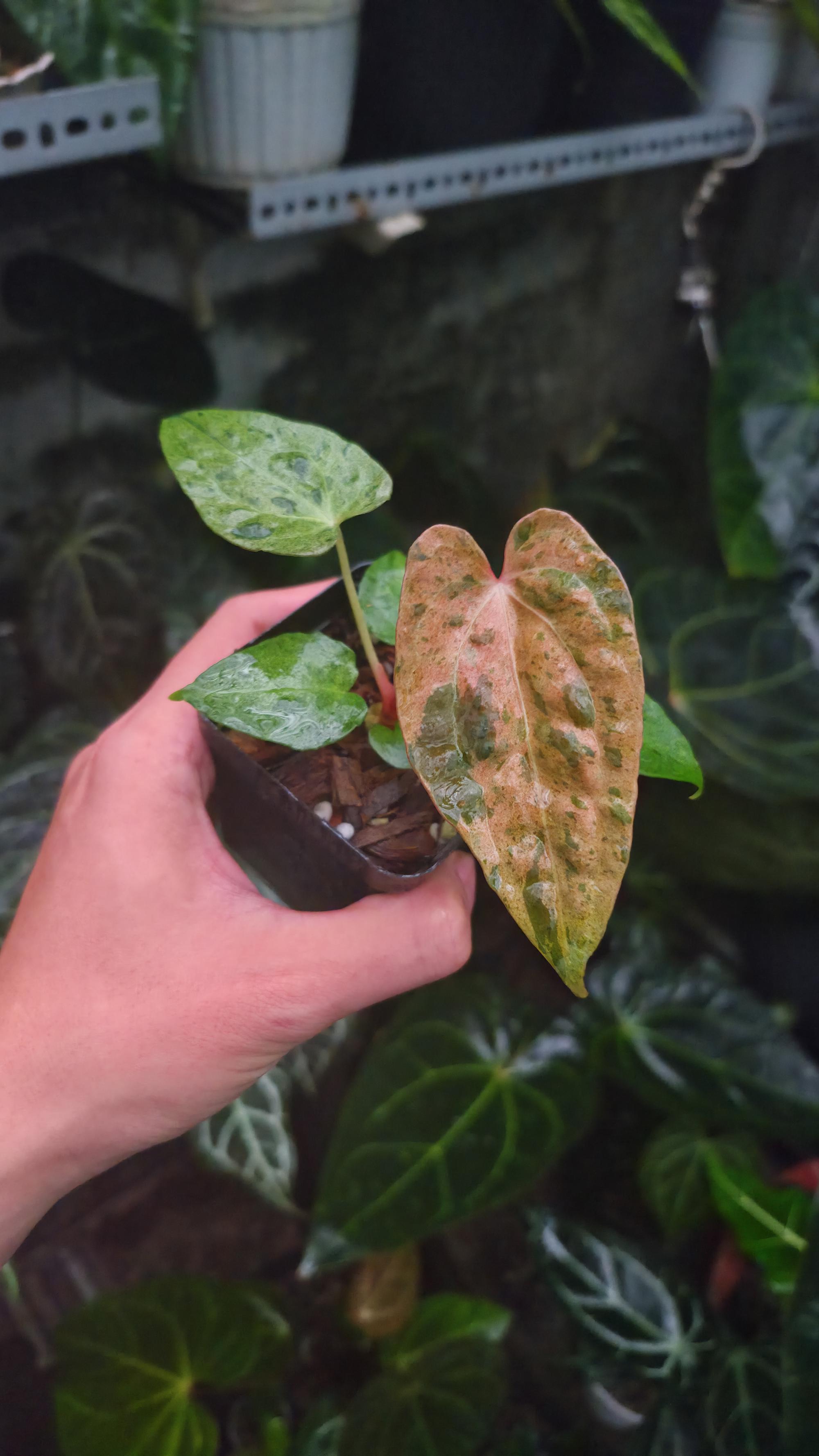 NV#190904 Anthurium (DocBlock RC x Pap) x Orange Spider Variegated
