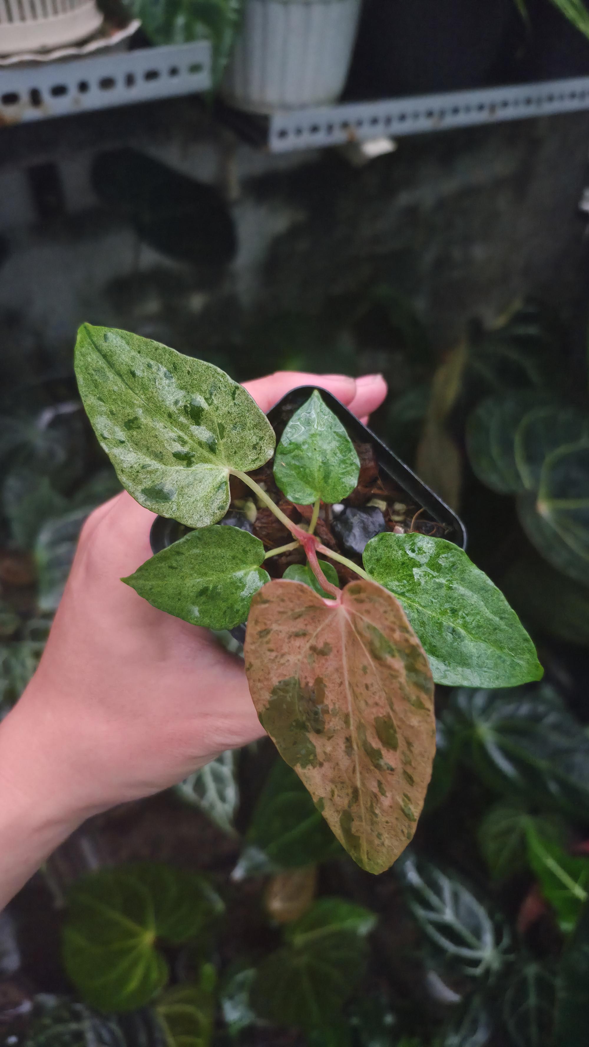 NV#190904 Anthurium (DocBlock RC x Pap) x Orange Spider Variegated