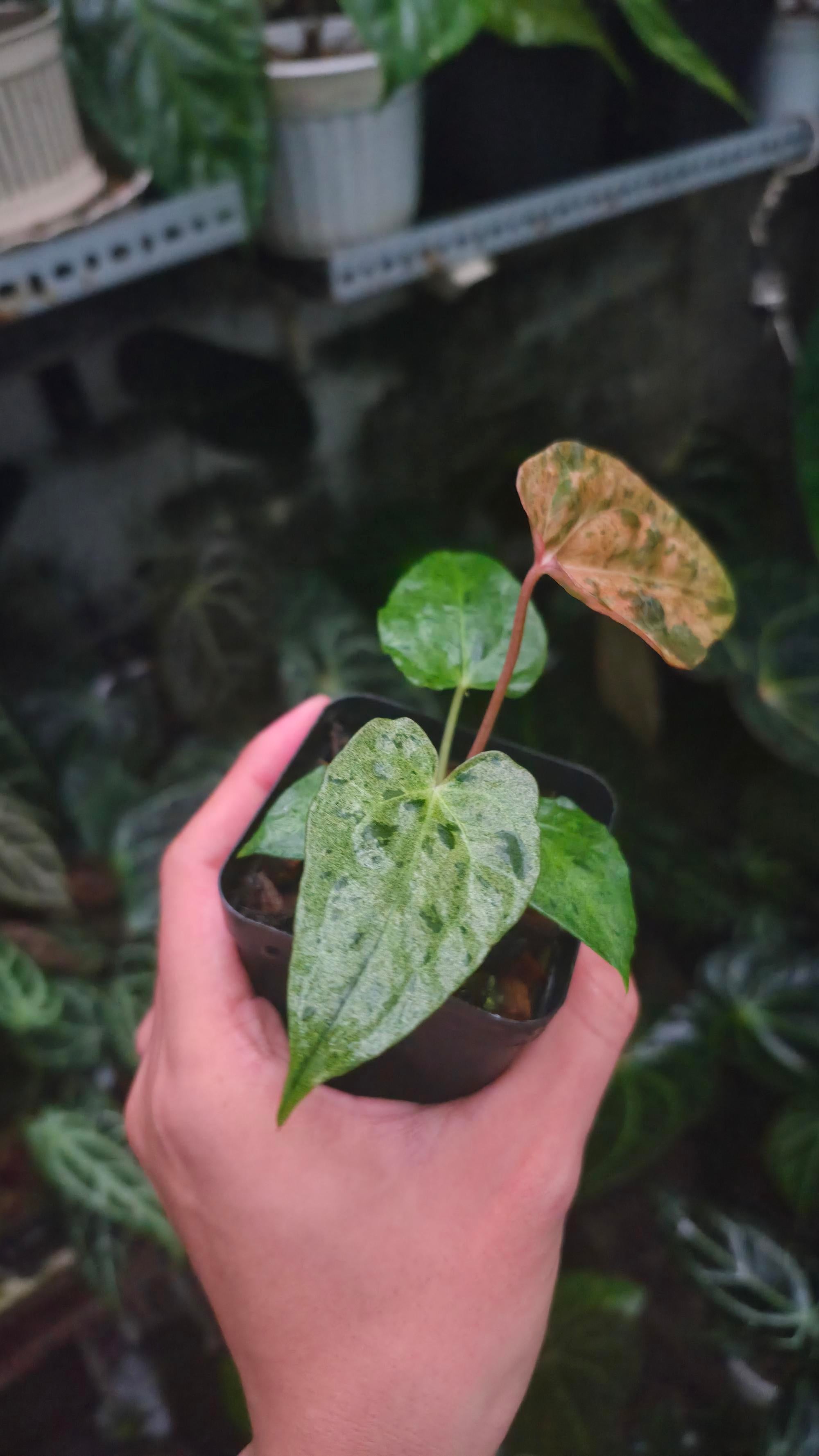 NV#190904 Anthurium (DocBlock RC x Pap) x Orange Spider Variegated