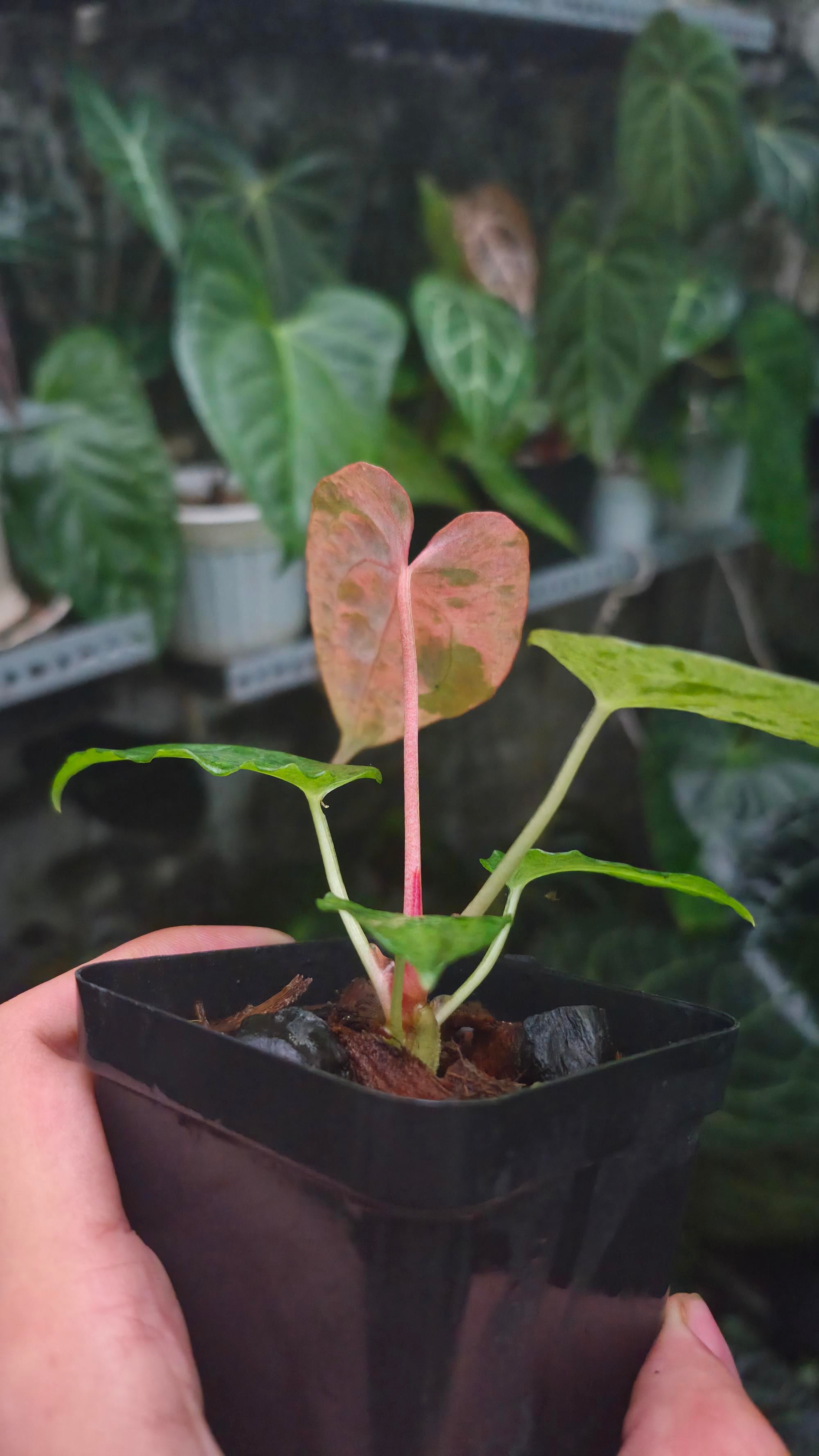 NV#190904 Anthurium (DocBlock RC x Pap) x Orange Spider Variegated