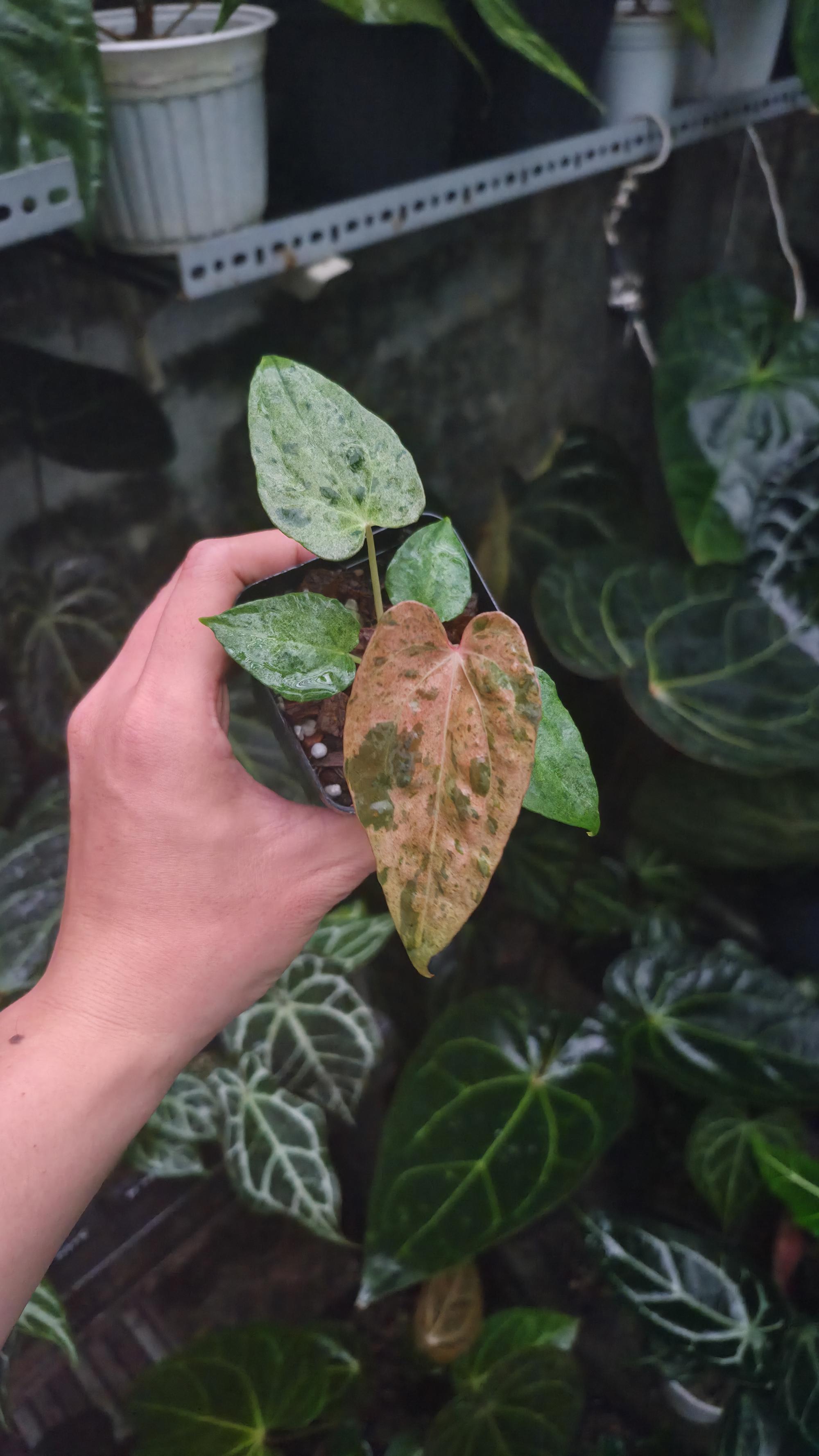 NV#190904 Anthurium (DocBlock RC x Pap) x Orange Spider Variegated