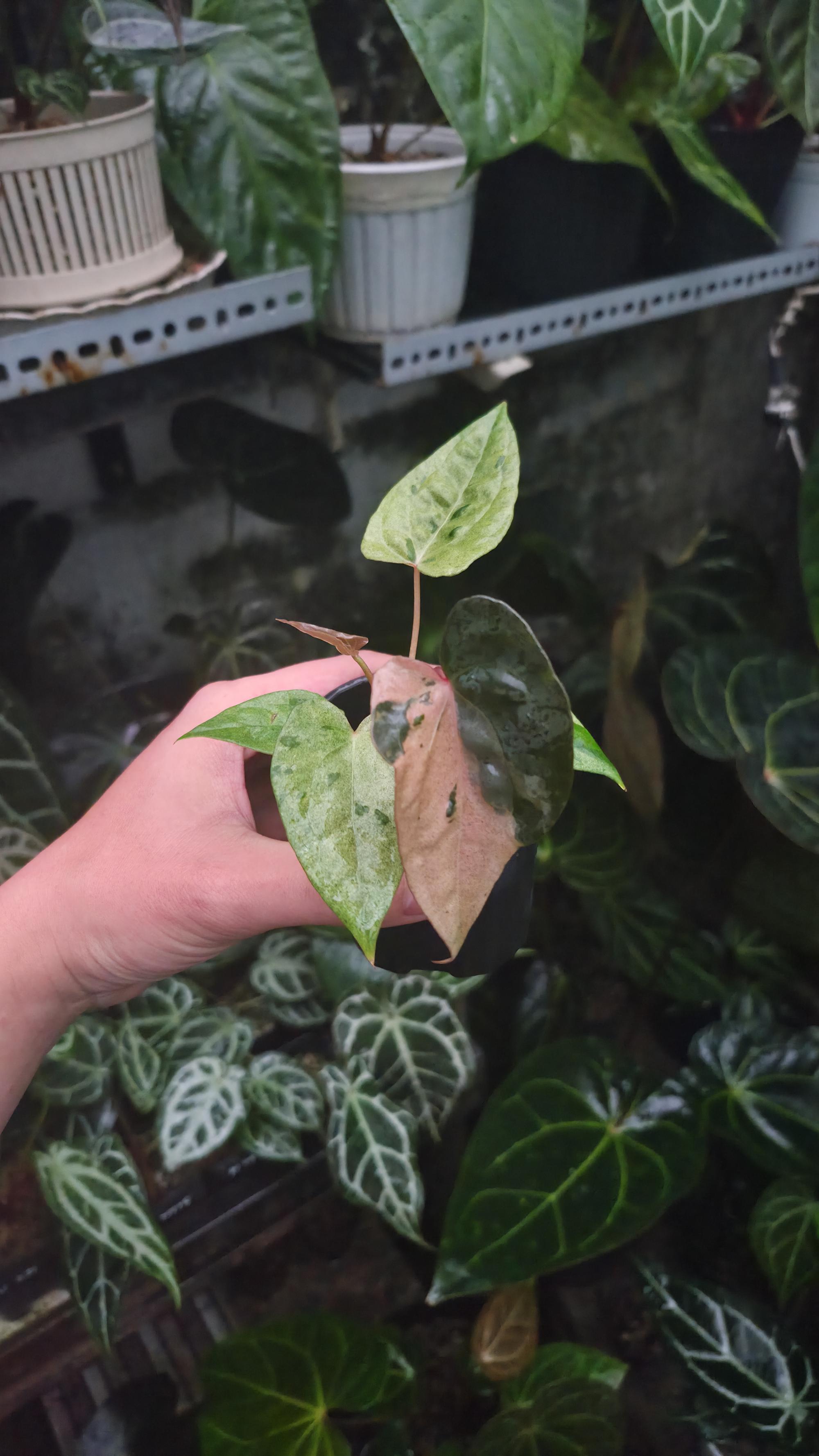 NV#190905 Anthurium (DocBlock RC x Pap) x Orange Spider Variegated