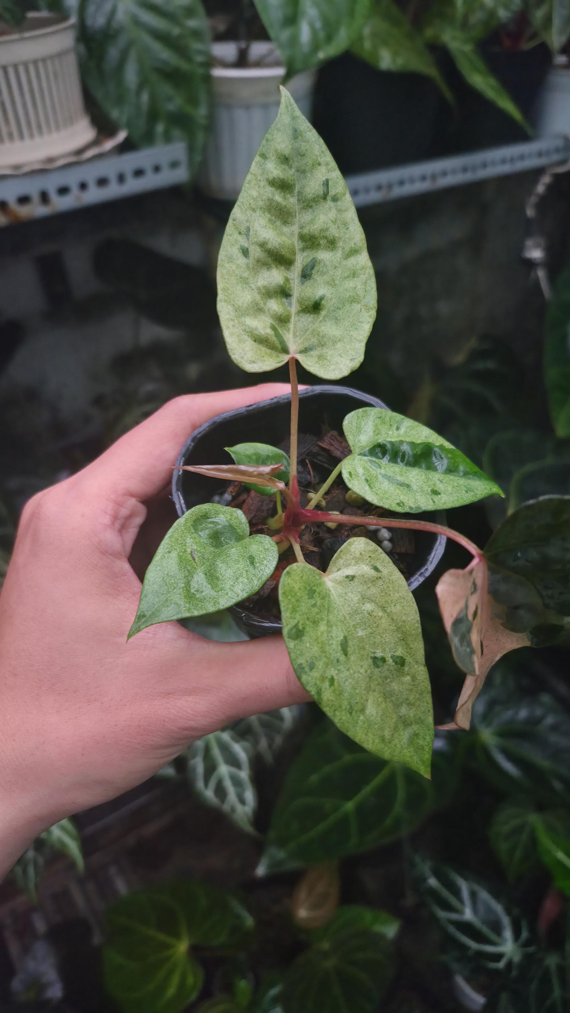 NV#190905 Anthurium (DocBlock RC x Pap) x Orange Spider Variegated