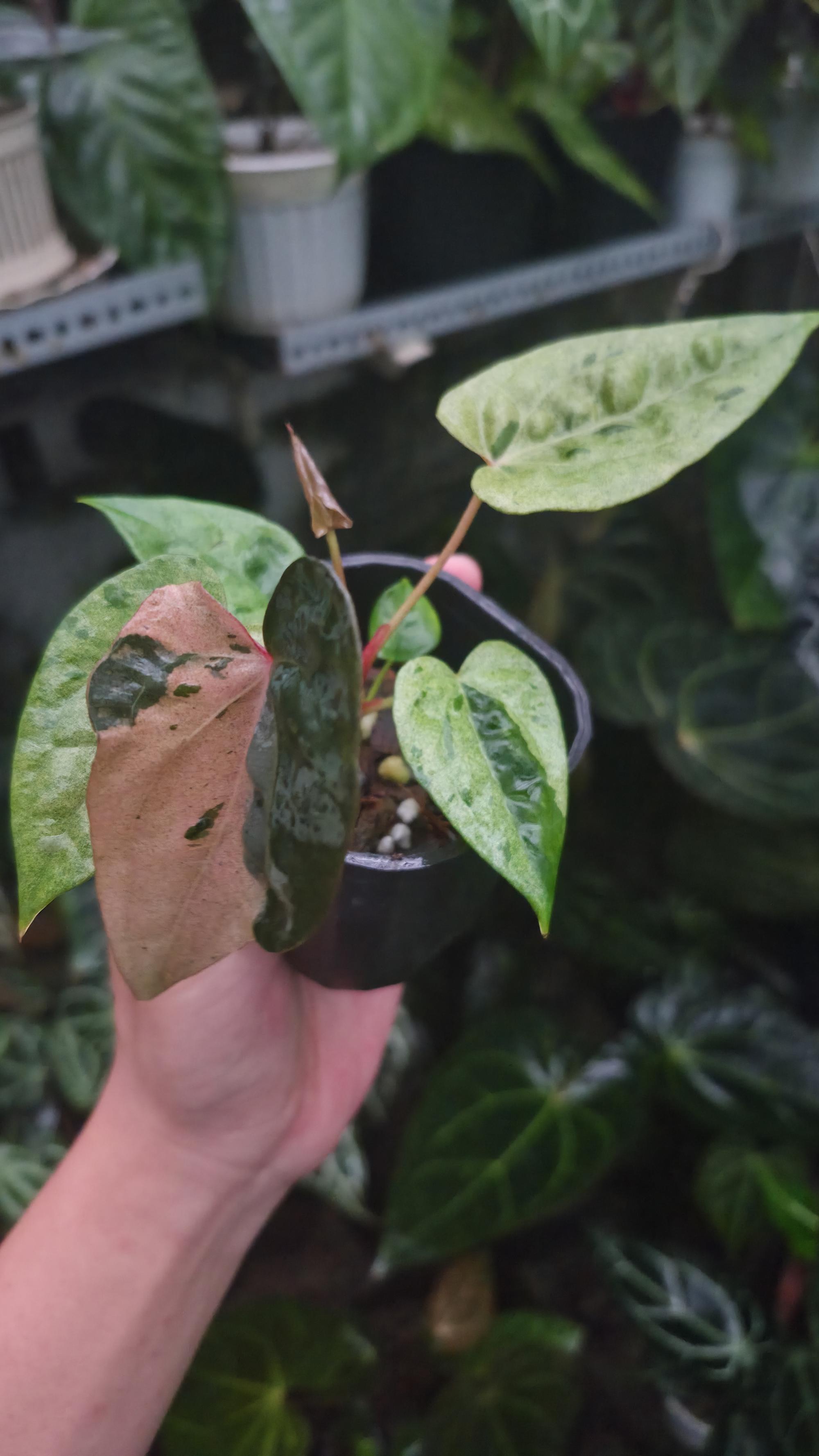 NV#190905 Anthurium (DocBlock RC x Pap) x Orange Spider Variegated