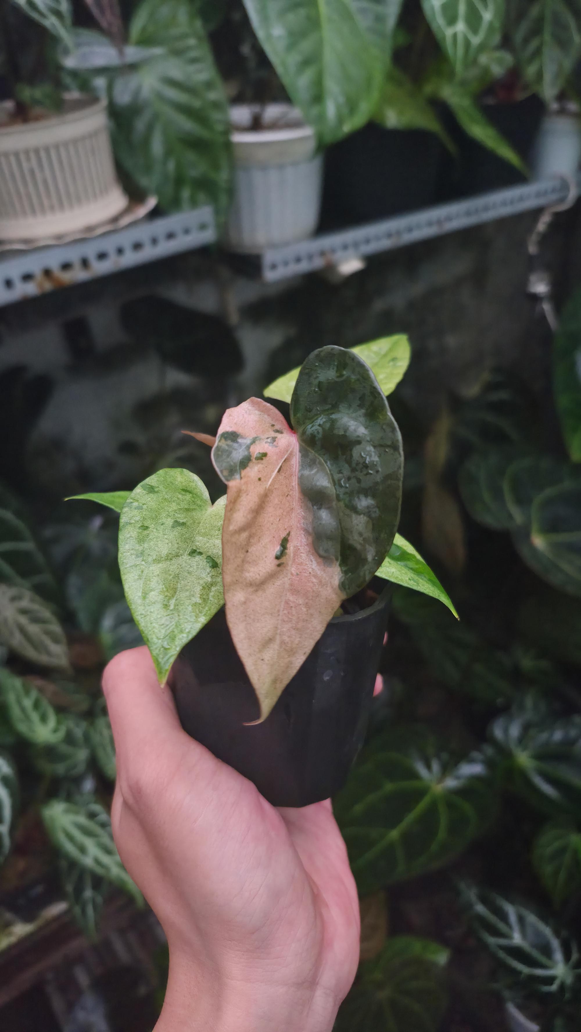 NV#190905 Anthurium (DocBlock RC x Pap) x Orange Spider Variegated