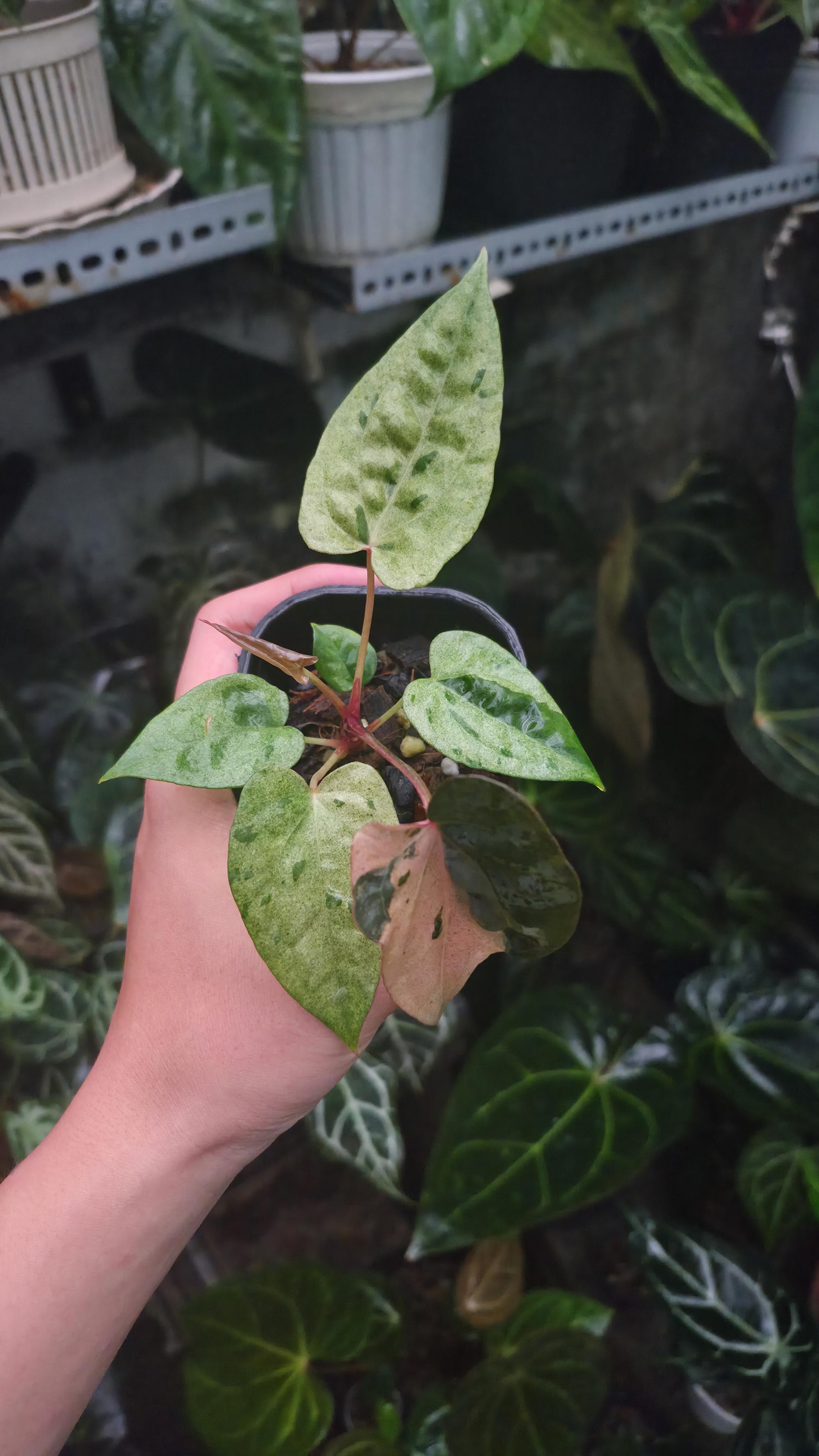 NV#190905 Anthurium (DocBlock RC x Pap) x Orange Spider Variegated