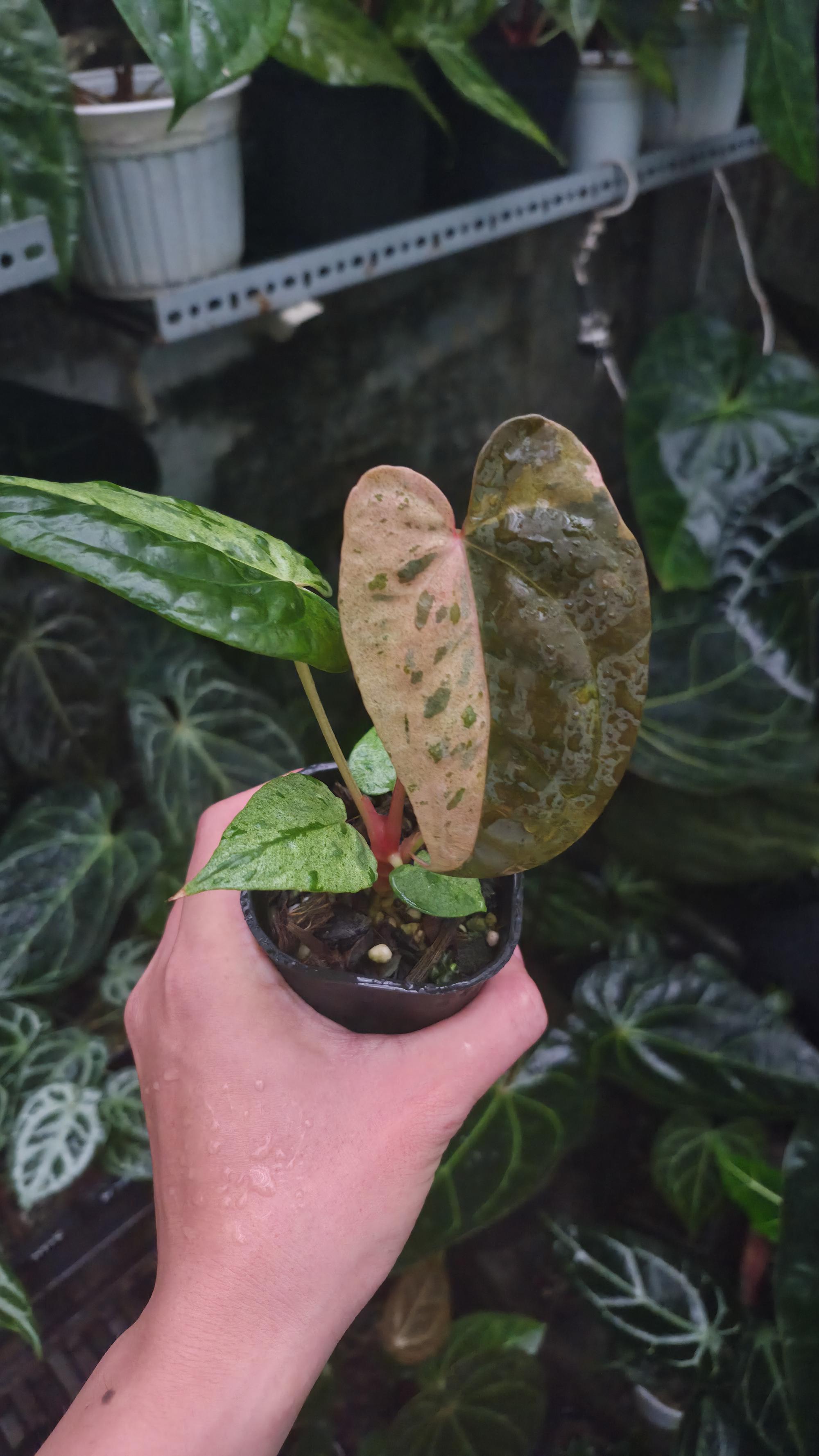 NV#190906 Anthurium (DocBlock RC x Pap) x Orange Spider Variegated