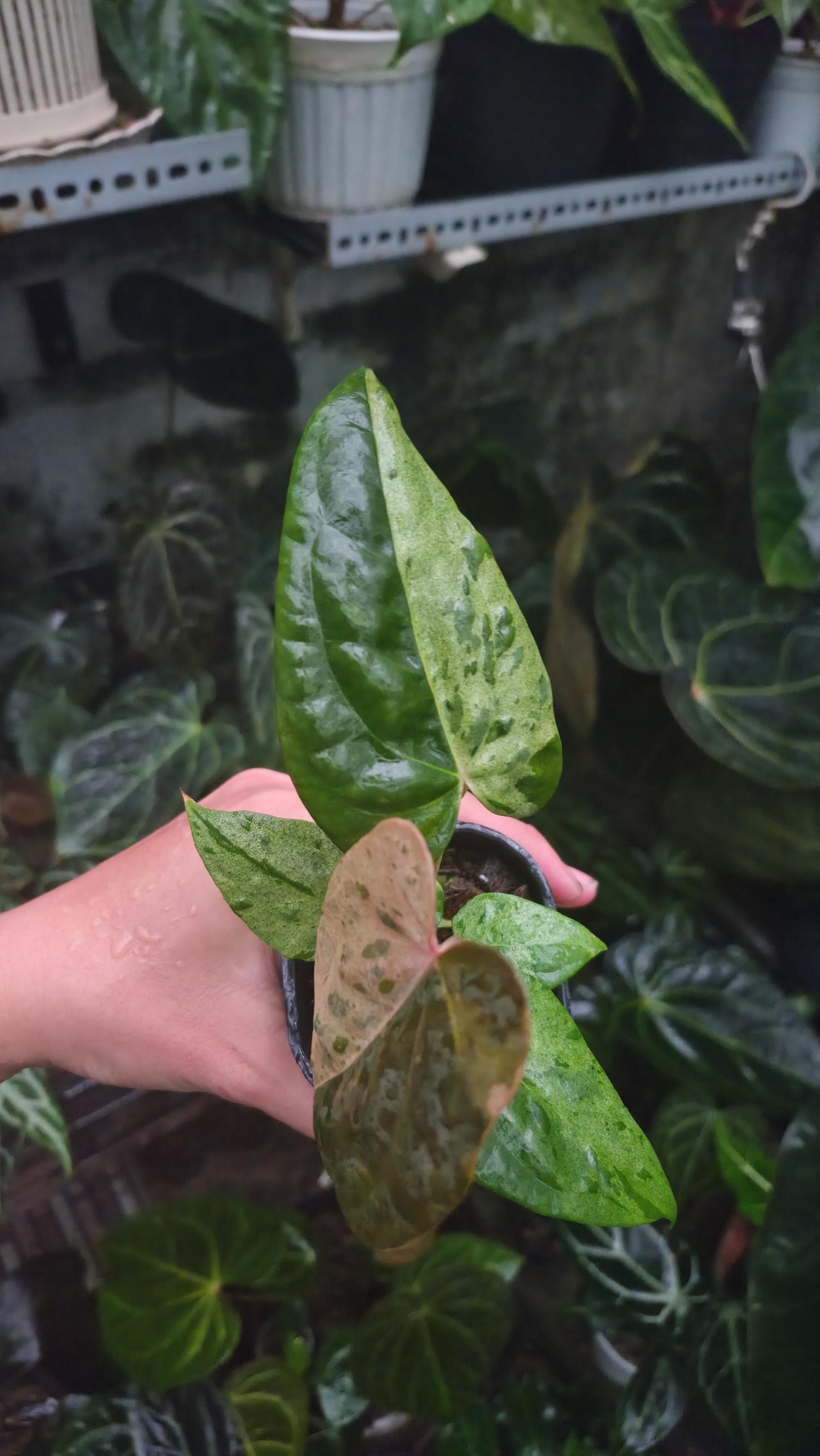 NV#190906 Anthurium (DocBlock RC x Pap) x Orange Spider Variegated
