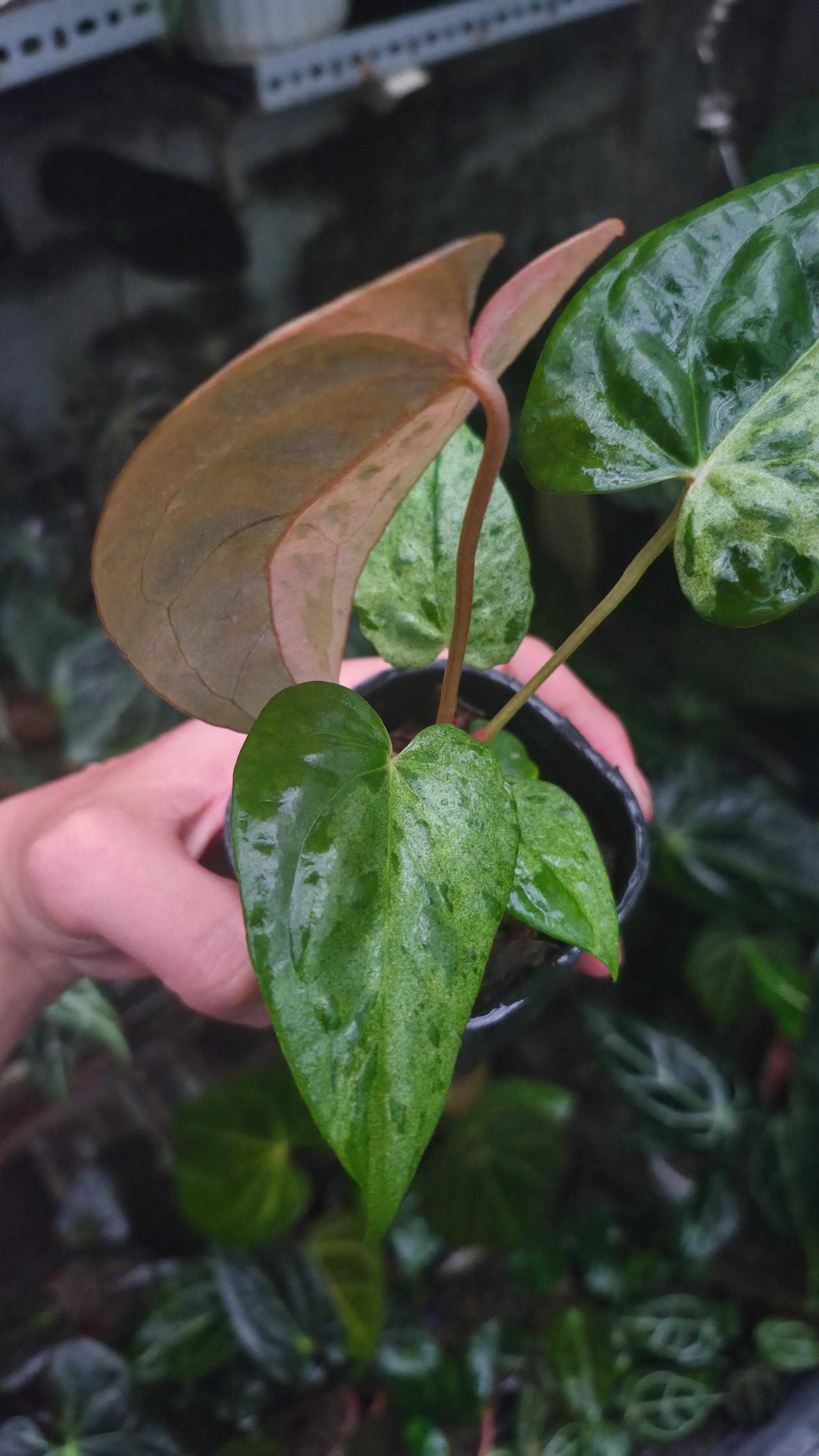 NV#190906 Anthurium (DocBlock RC x Pap) x Orange Spider Variegated