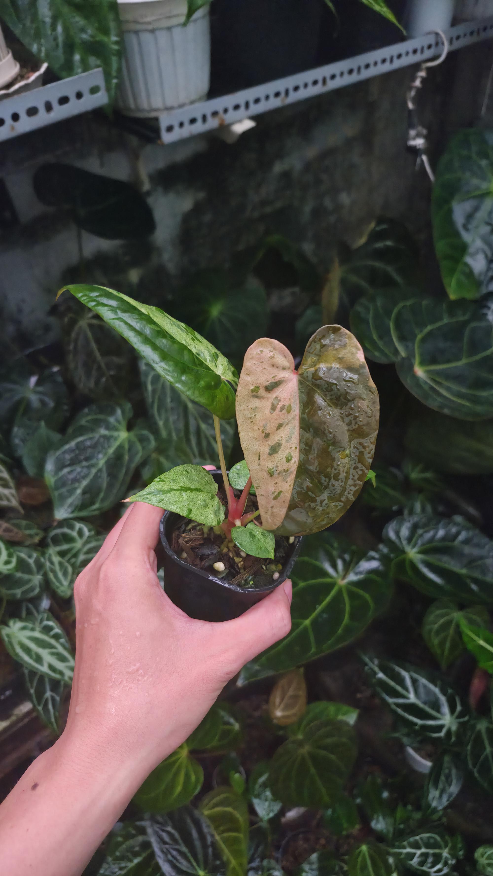 NV#190906 Anthurium (DocBlock RC x Pap) x Orange Spider Variegated