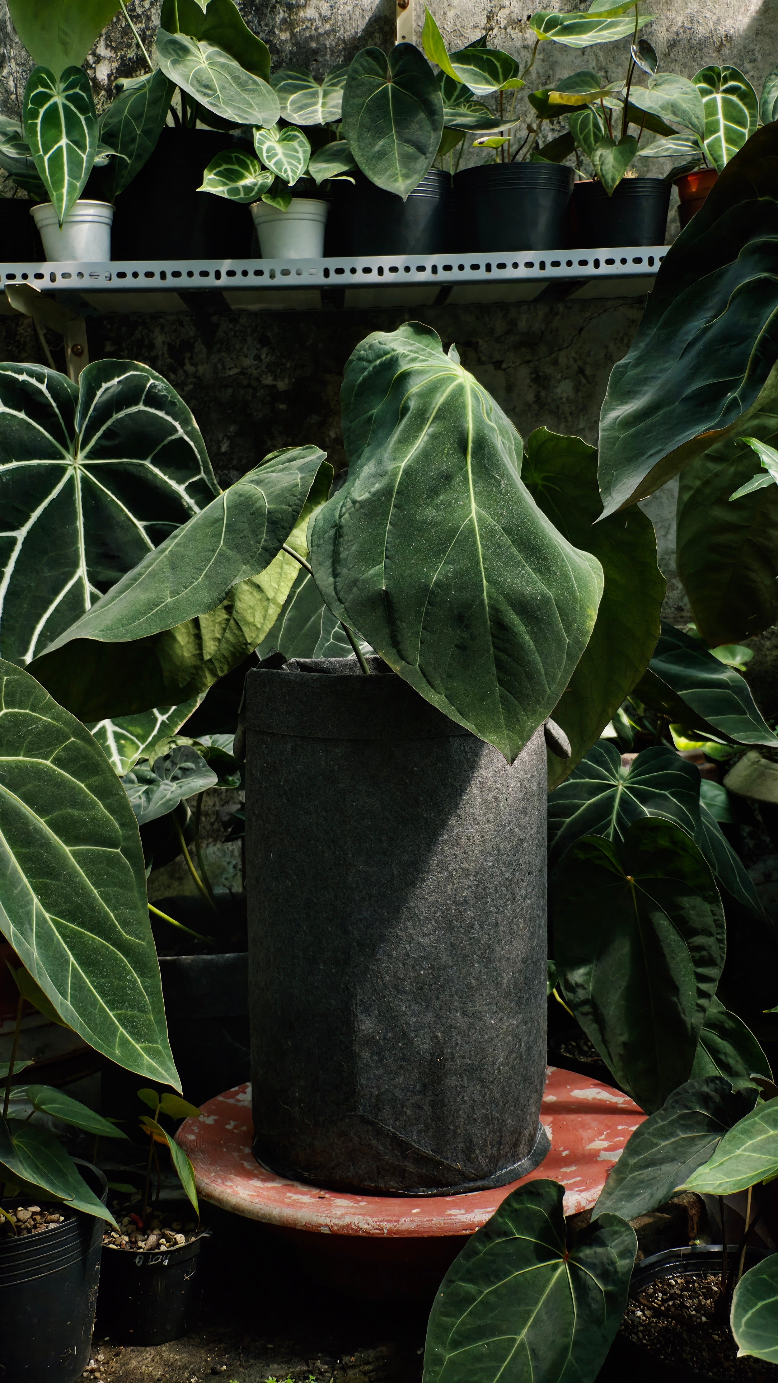 Anthurium ANG 102CLUB: Hera