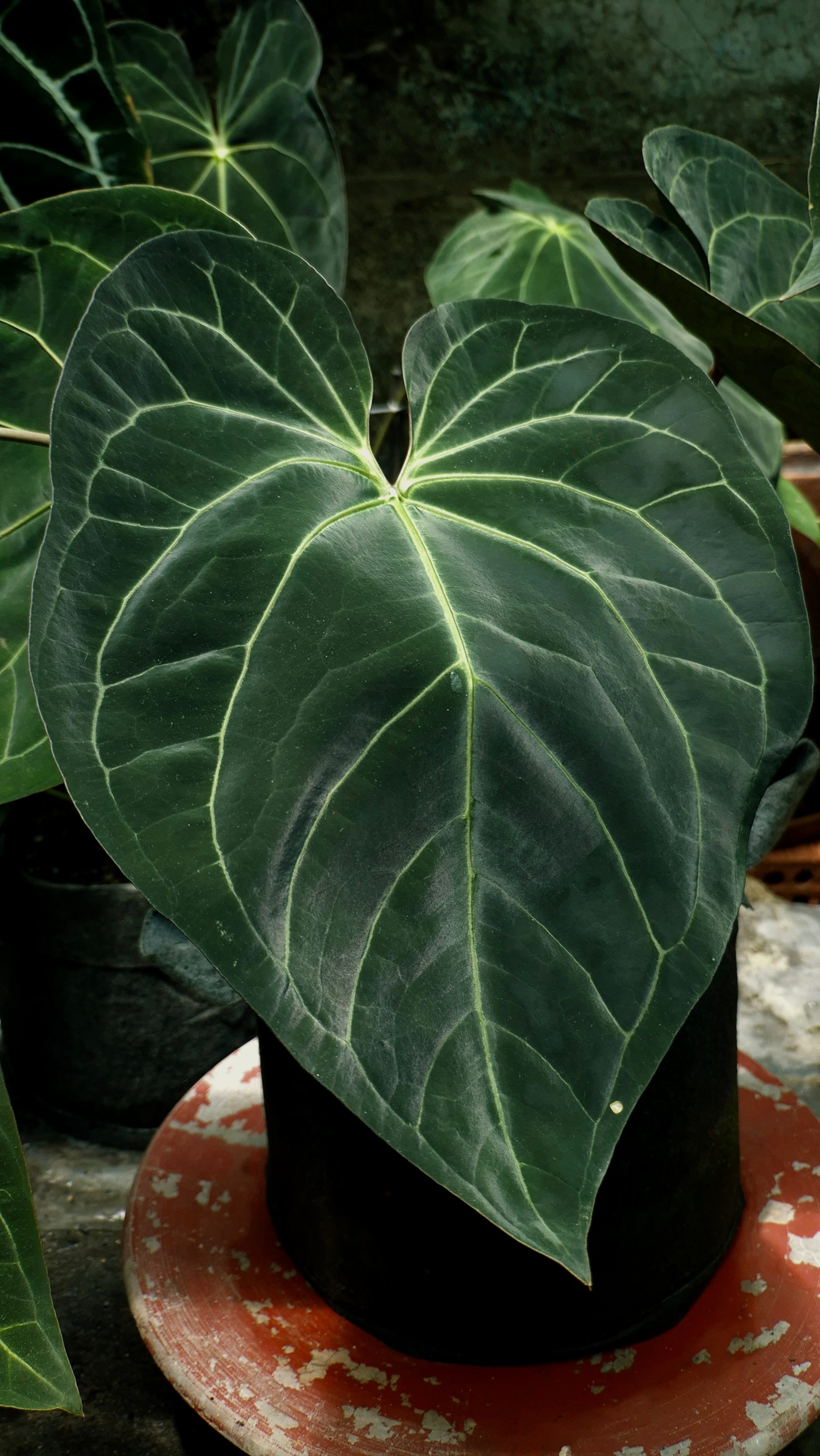 A close-up of a large heart-shaped green leaf with prominent pale veins, growing in a black nursery pot on a terracotta-colored saucer - Anthurium ANG 1908 Black velvet
