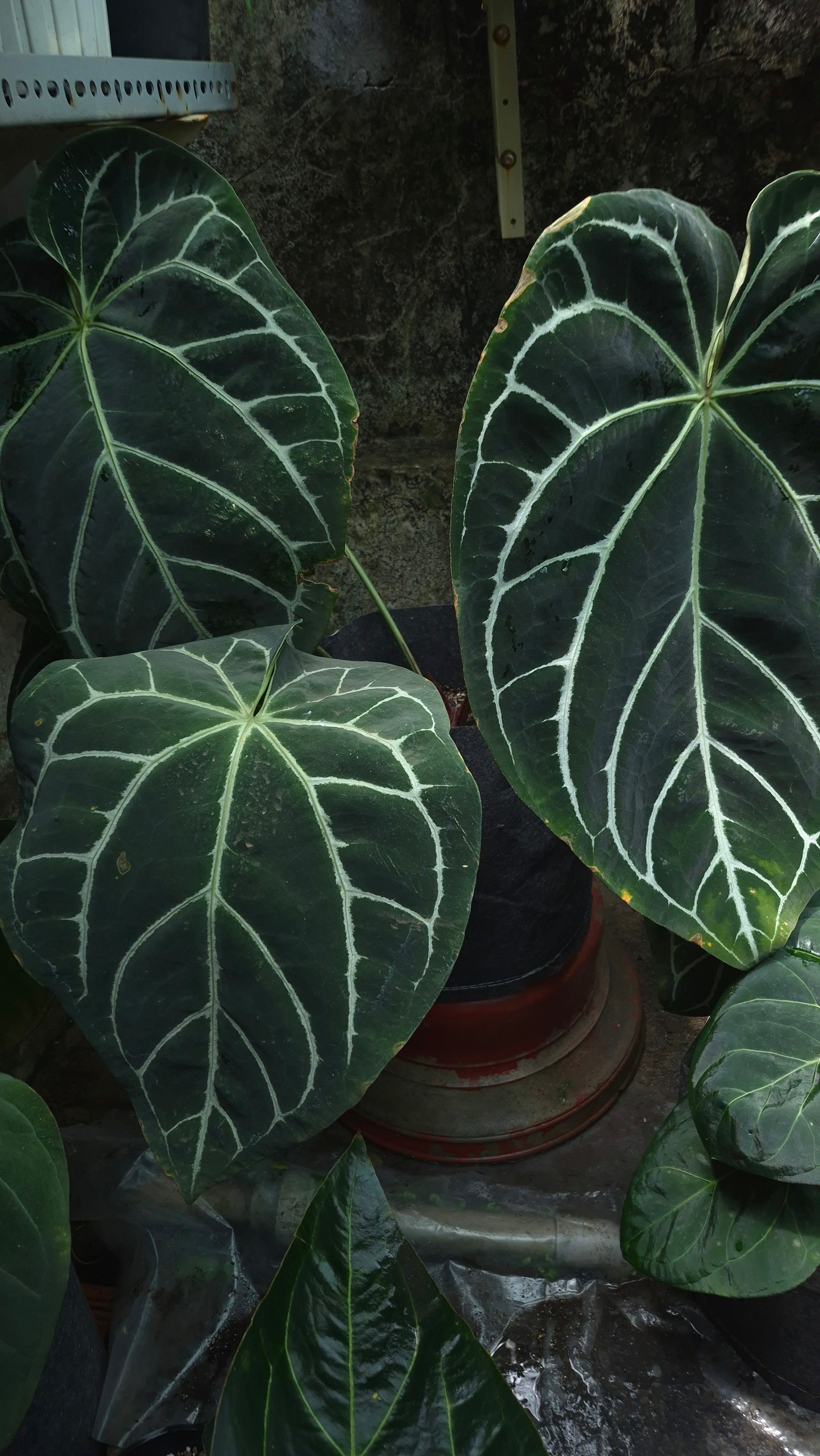 [~60x40cm leaf] Anthurium ANG 1910 Crystallinum Dark Form