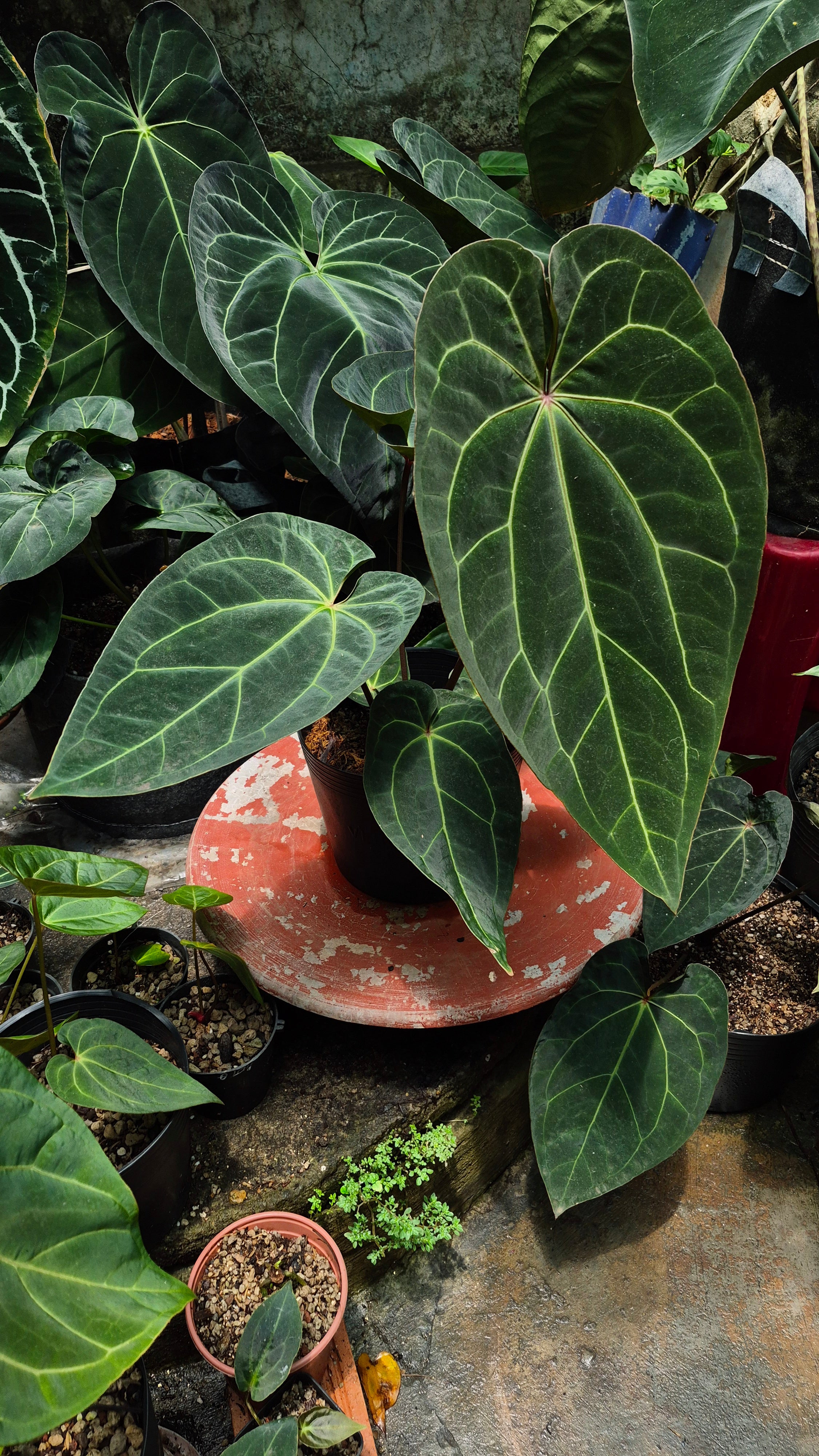 [~50cm leaf] Anthurium ANG 1911