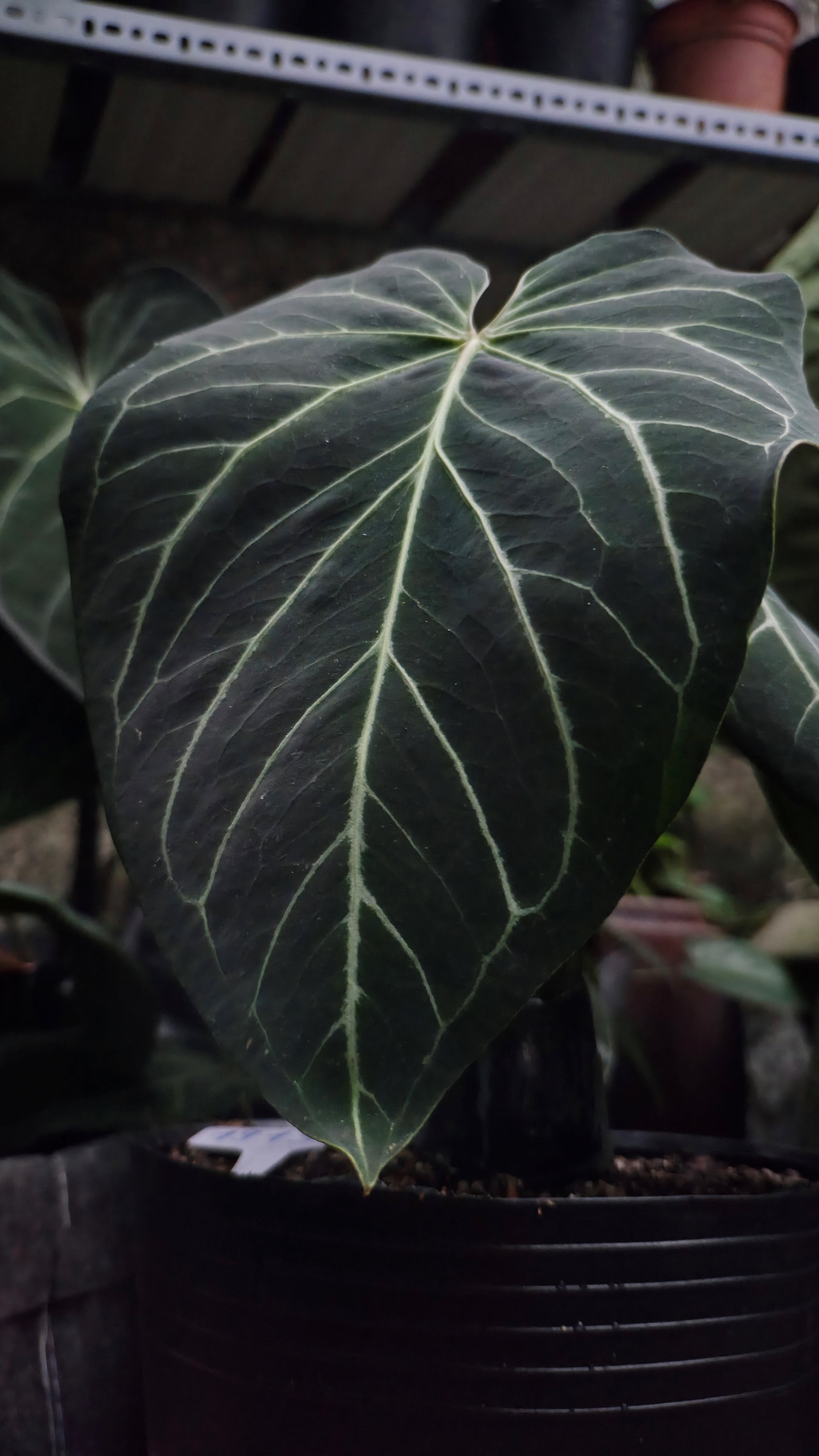 Anthurium ANG 1913
