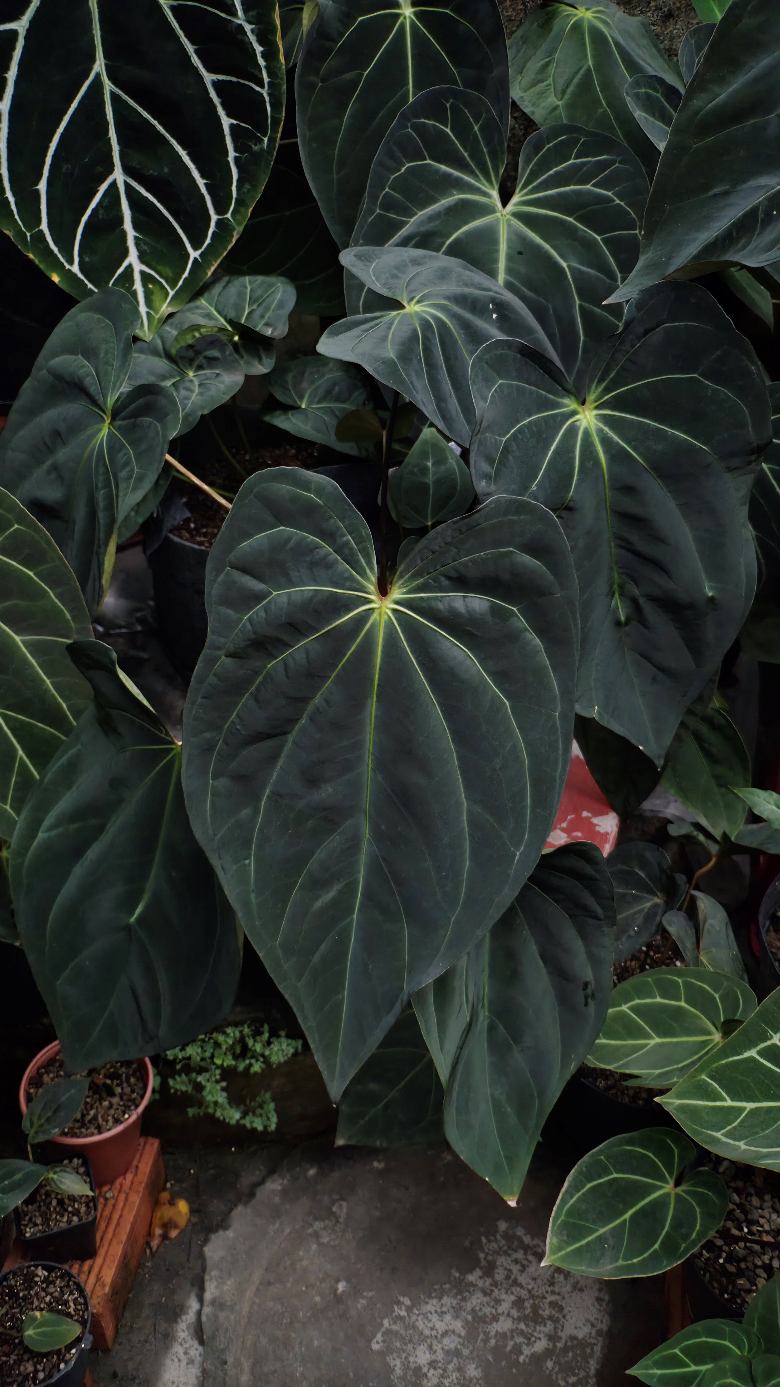 Anthurium ANG 1914 (3 in 1)