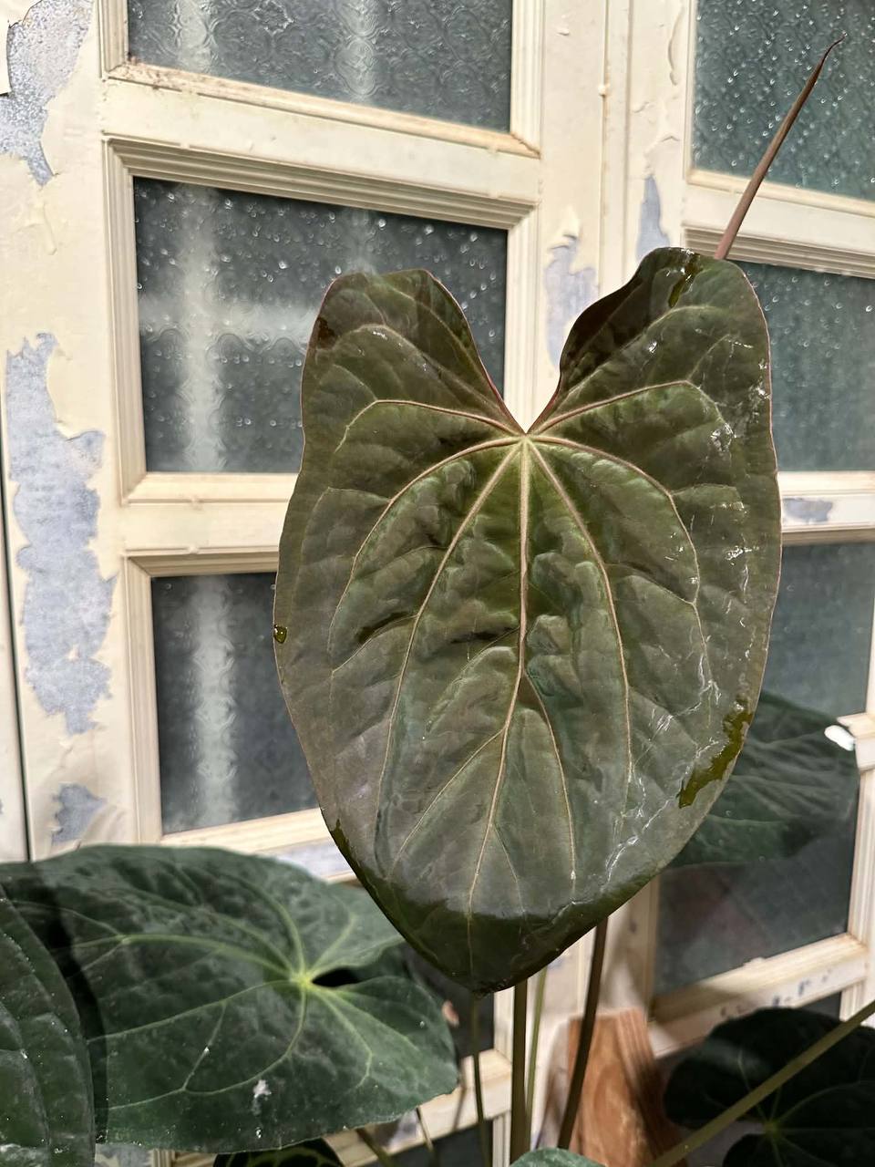 NV#190902 Anthurium (DocBlock RC x Pap) x Orange Spider Variegated
