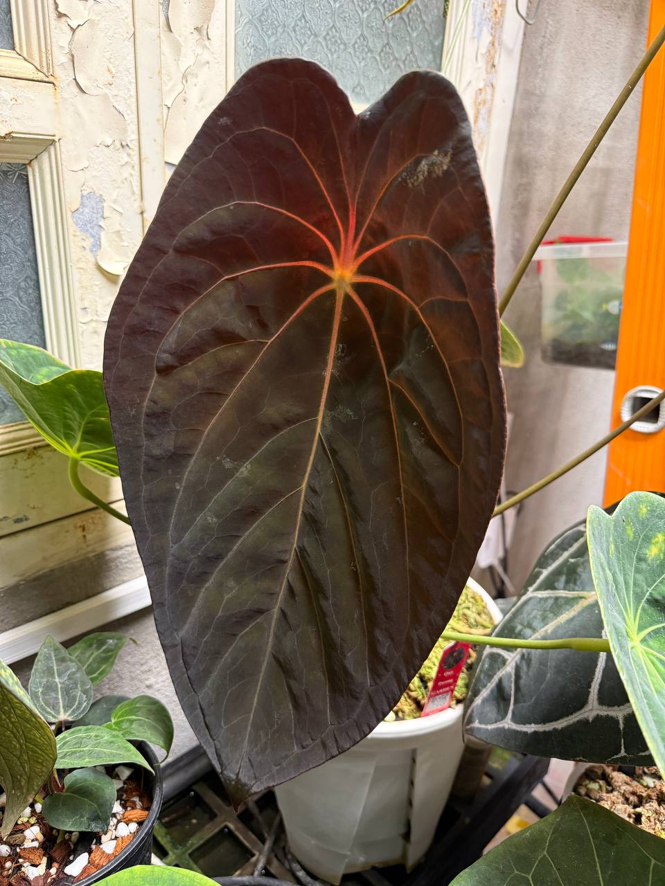 NV#190904 Anthurium (DocBlock RC x Pap) x Orange Spider Variegated