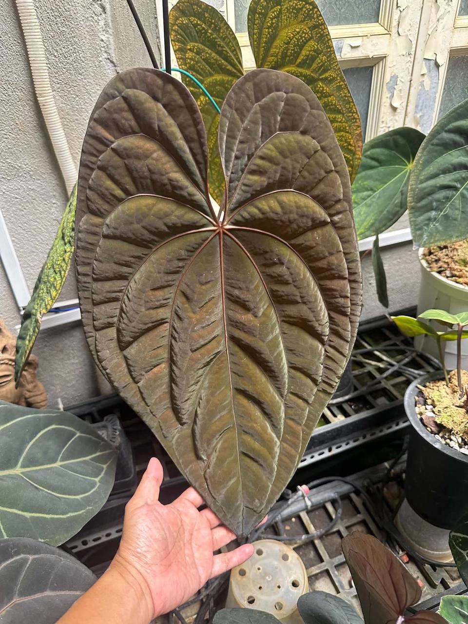 NV#190901 Anthurium (DocBlock RC x Pap) x RVDP Variegated