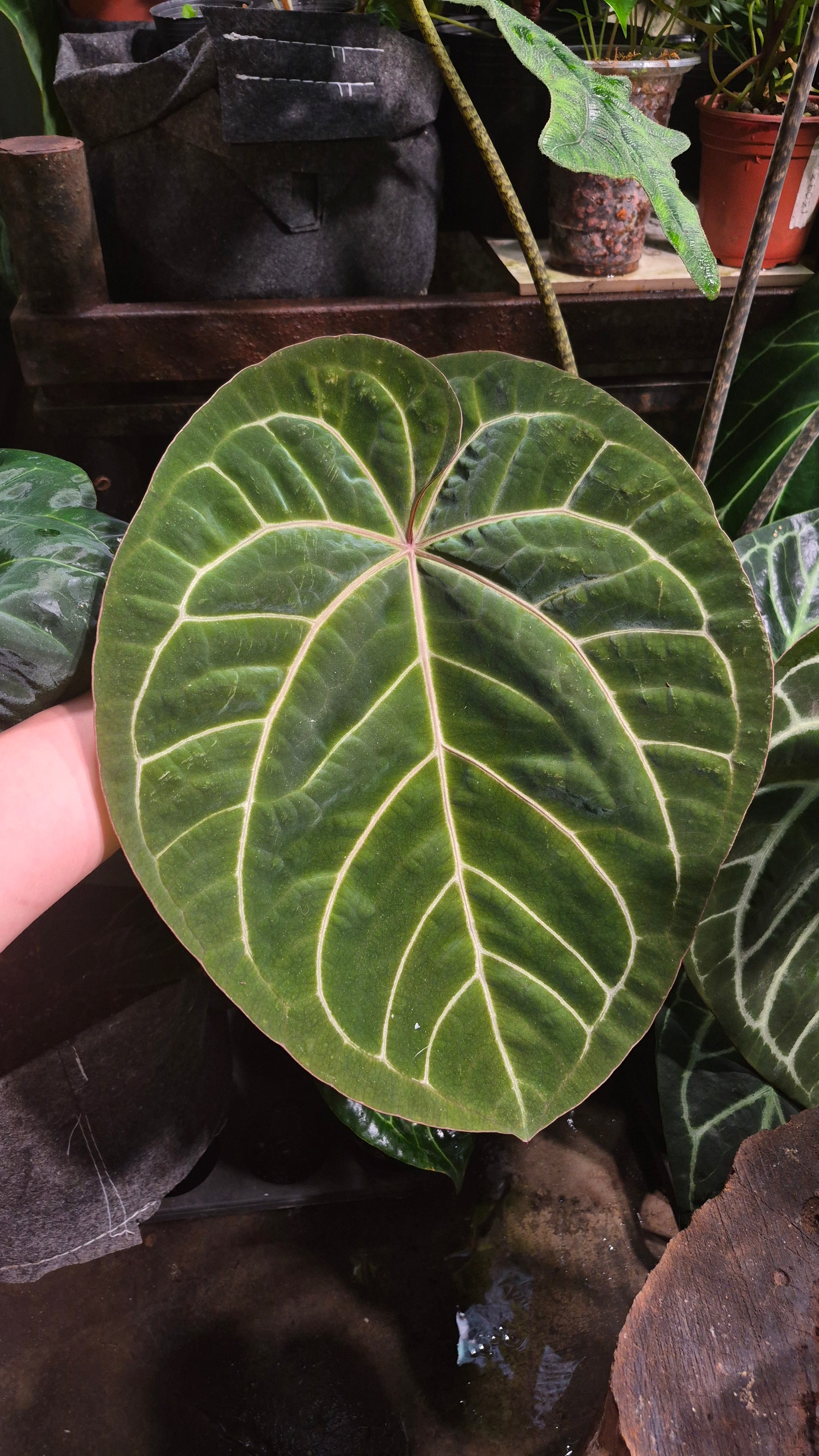 [NV#160910] [~38x30cm leaf] Anthurium NoID