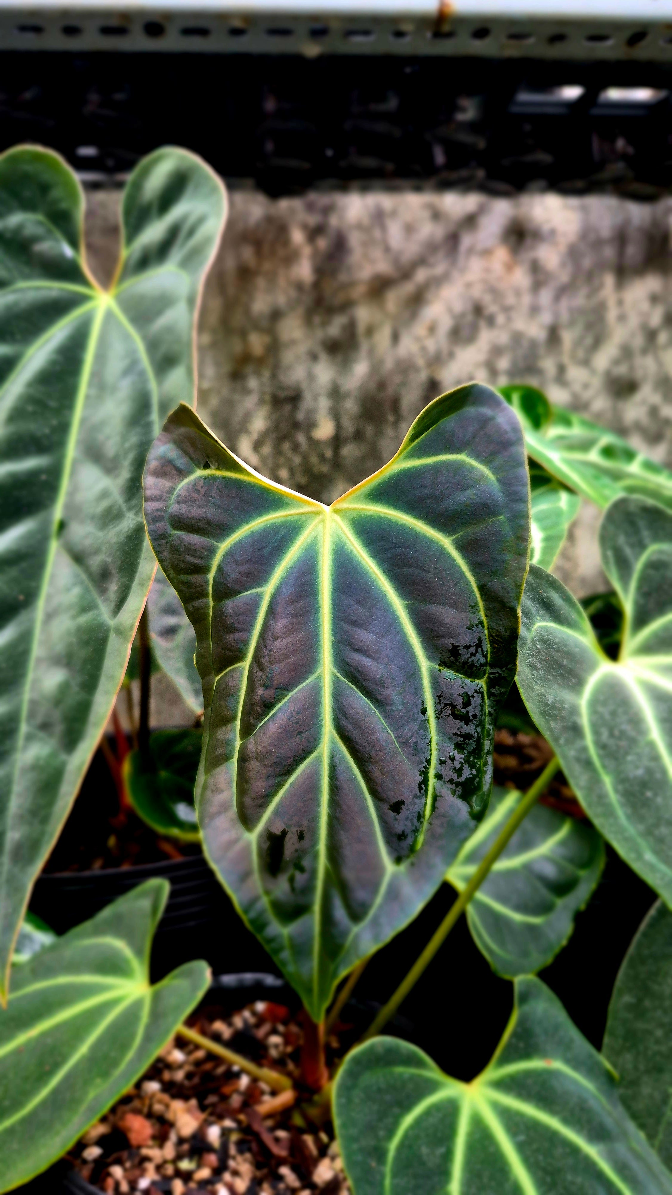 Anthurium Besseae Aff