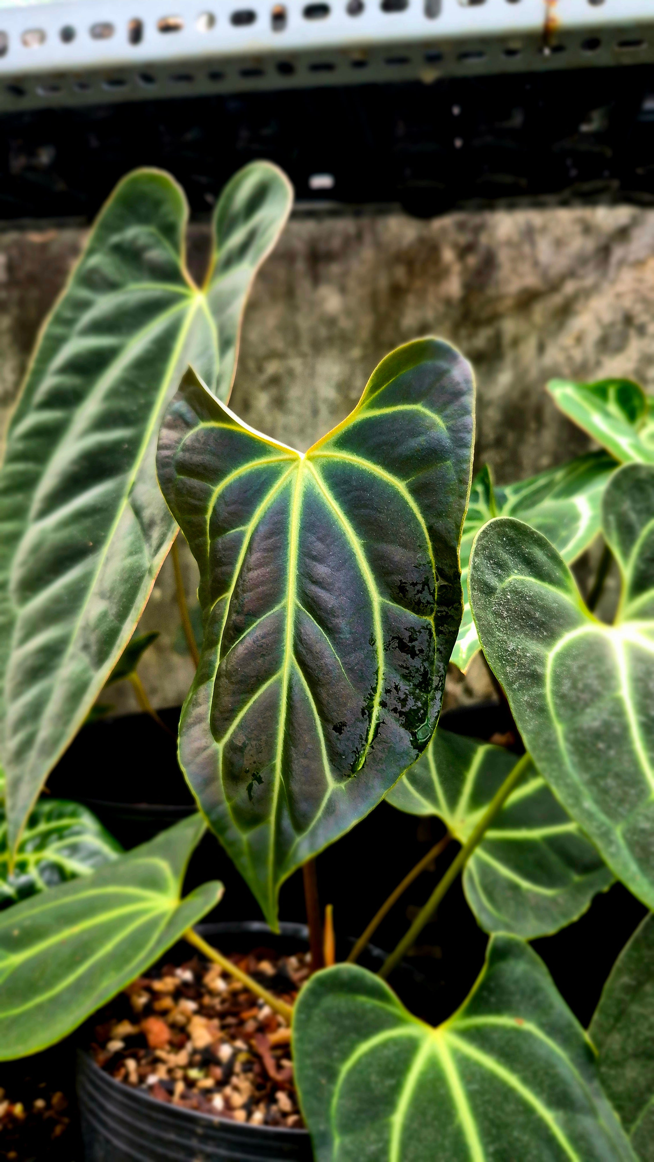 Anthurium Besseae Aff