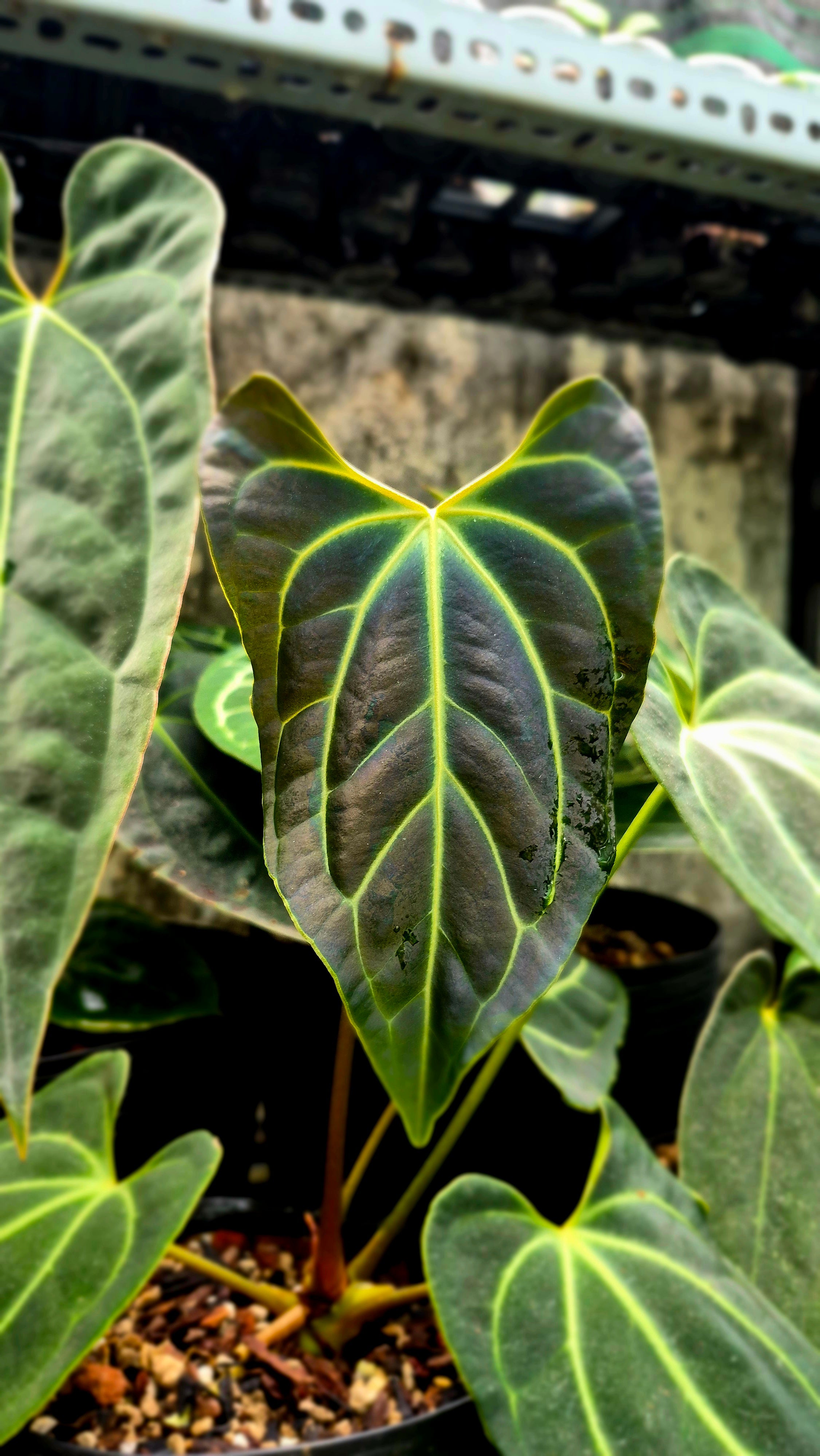 Anthurium Besseae Aff