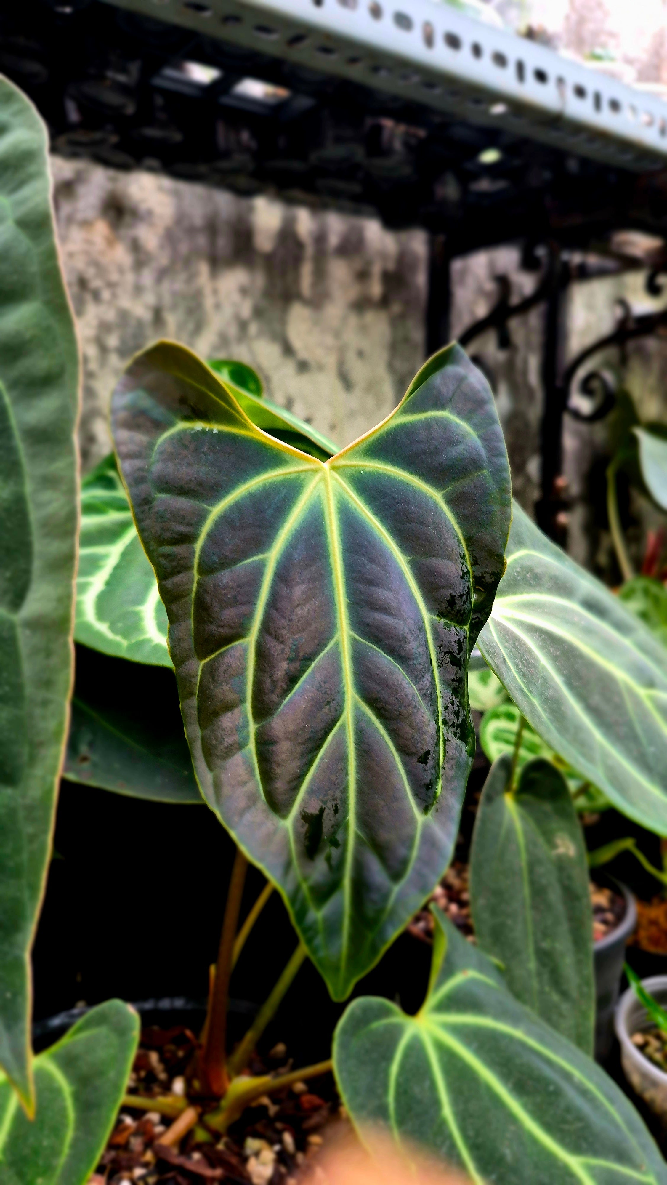 Anthurium Besseae Aff