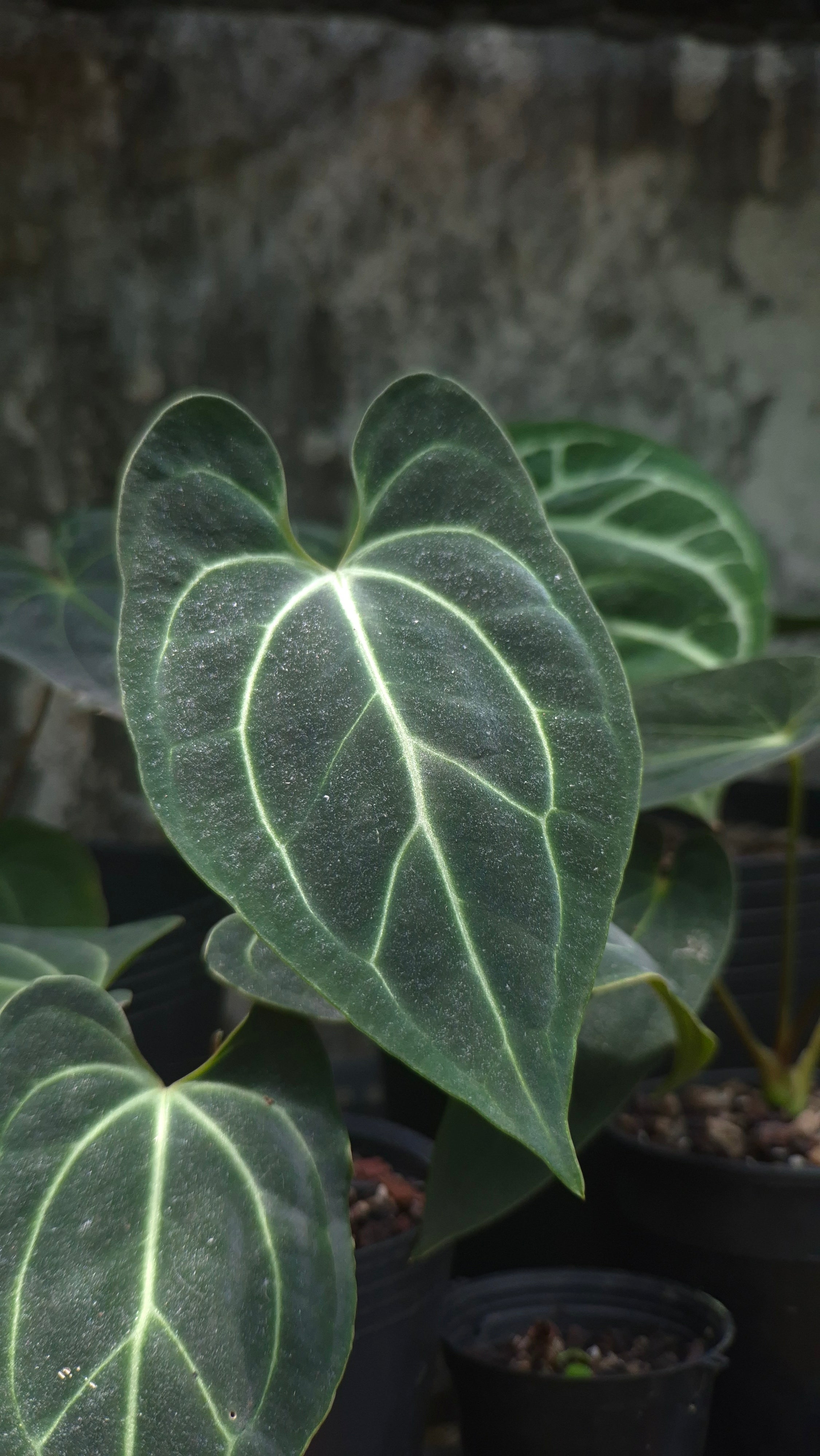 Anthurium Besseae Aff