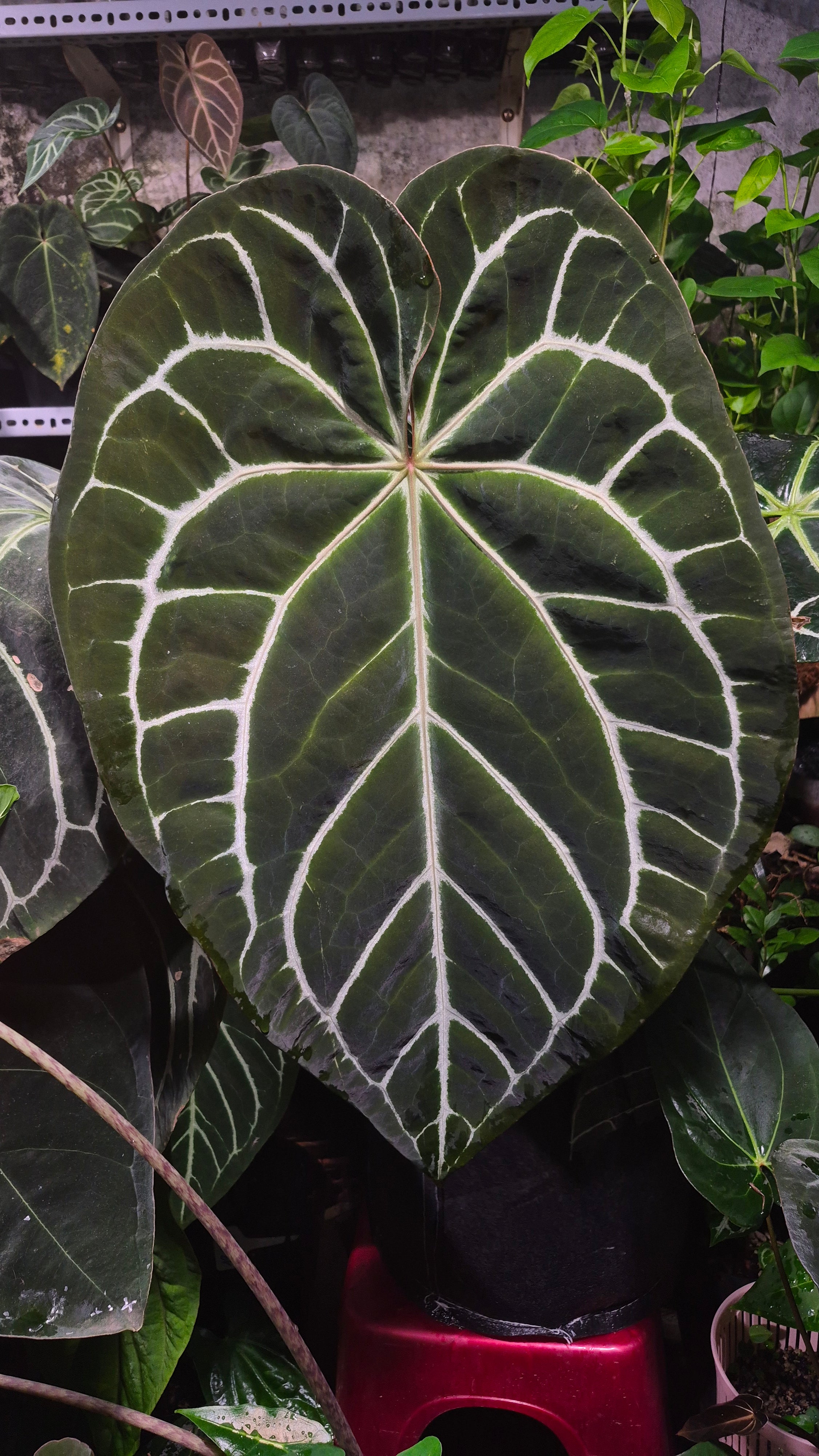 [~60x40cm leaf] Anthurium ANG 1910 Crystallinum Dark Form