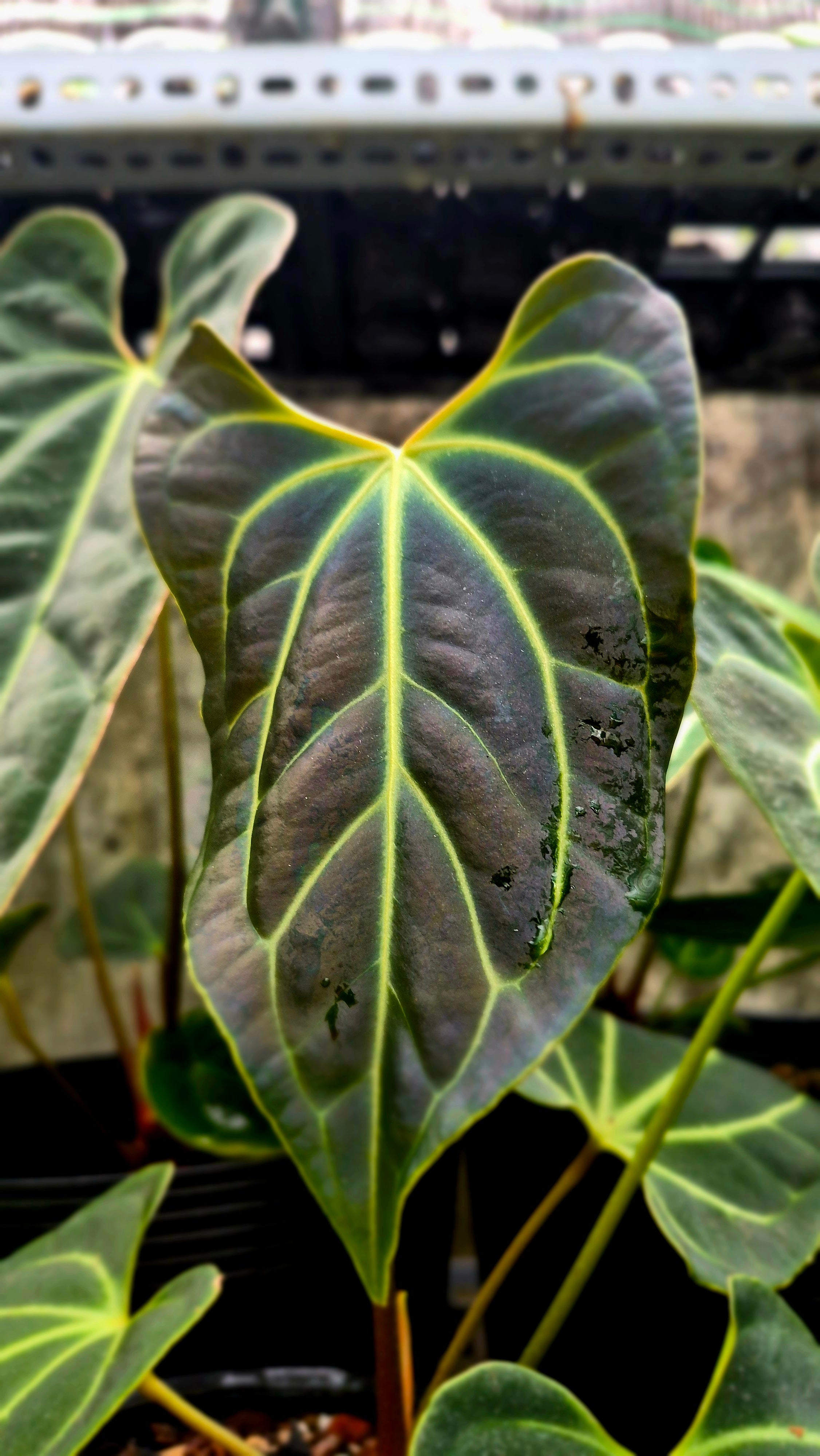 Anthurium Besseae Aff