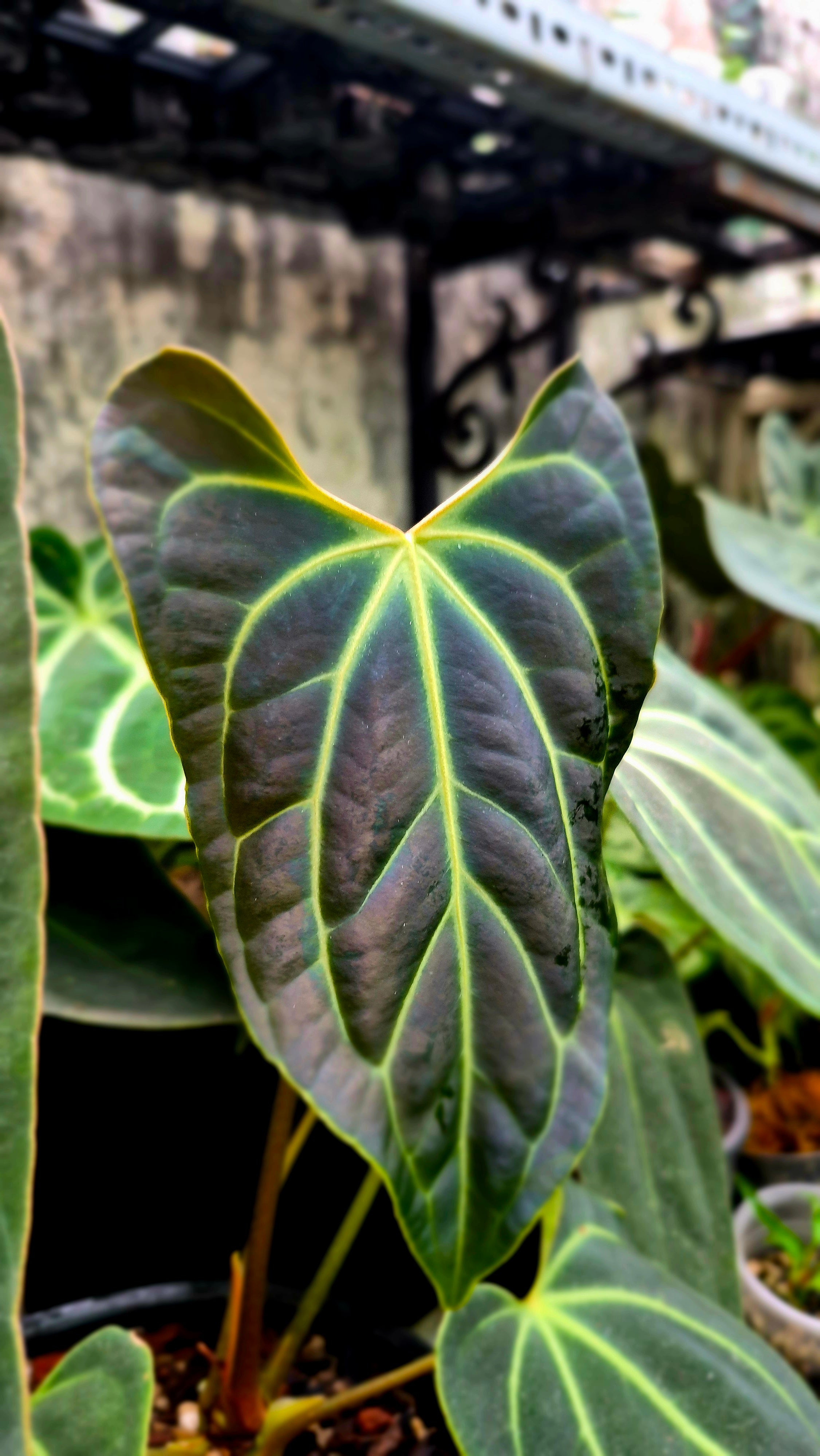 Anthurium Besseae Aff
