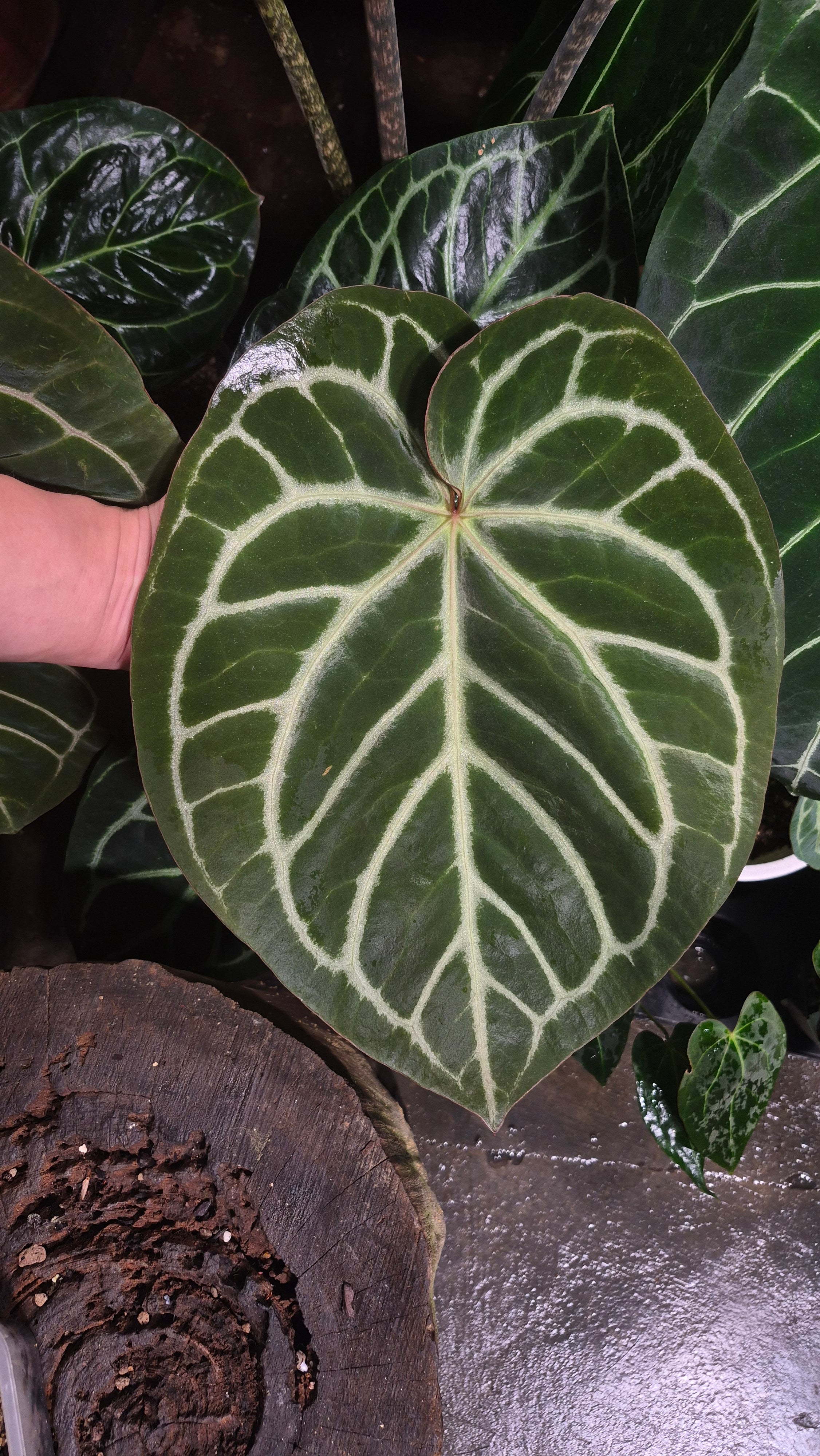[NV#160909] [~30x26cm leaf] Anthurium Dorayaki [Dark Form]