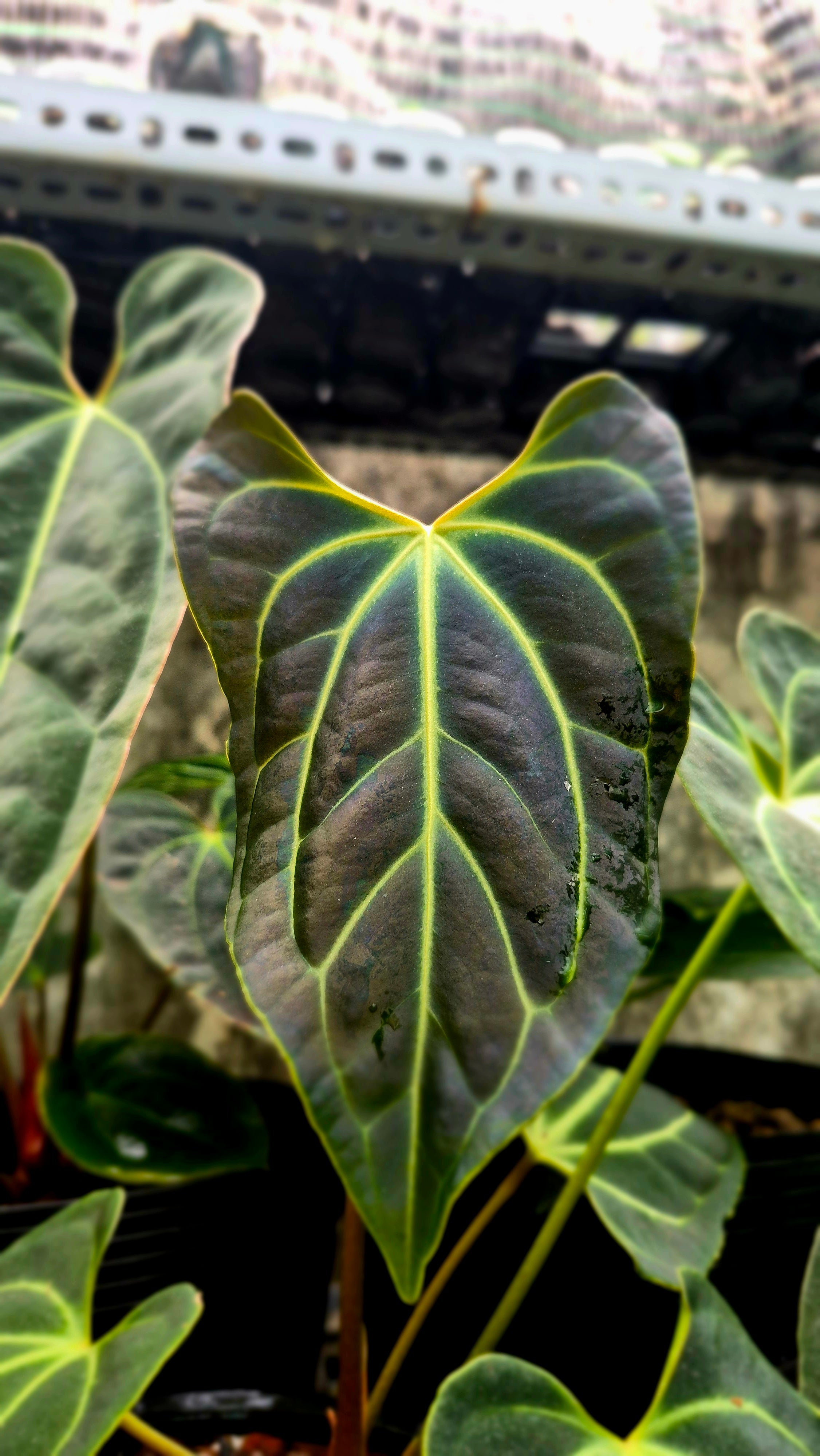 Anthurium Besseae Aff