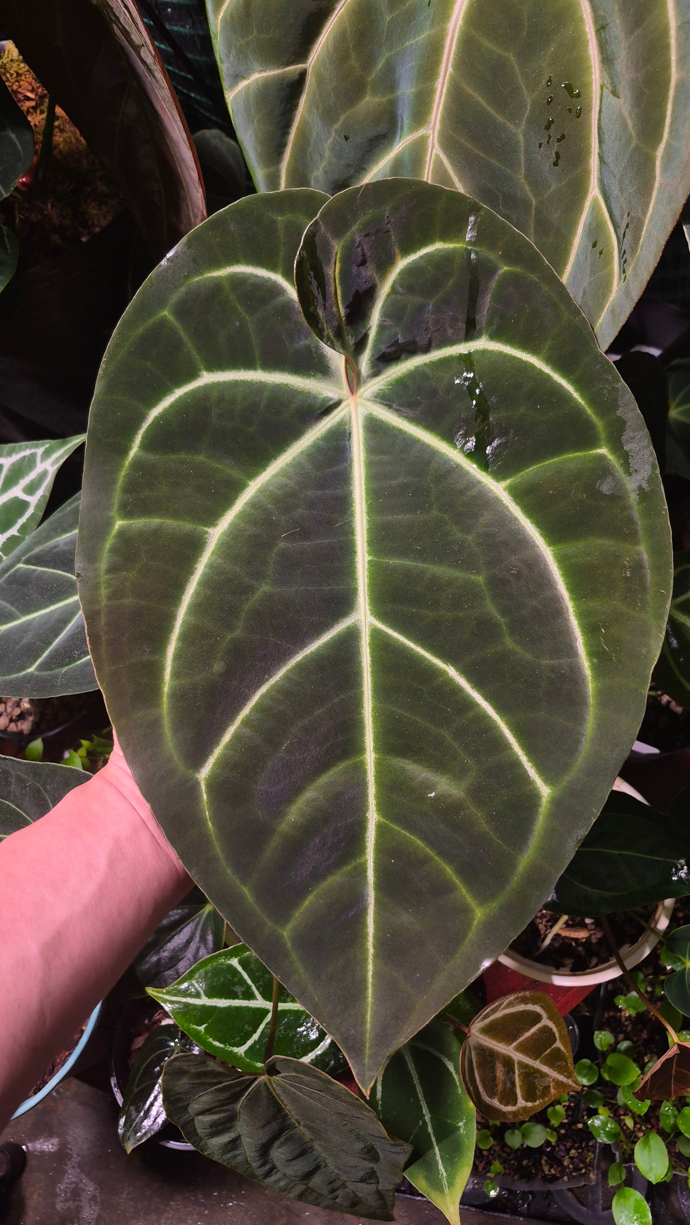 NV#1309030 [~34 cm leaf] Anthurium Besseae Aff